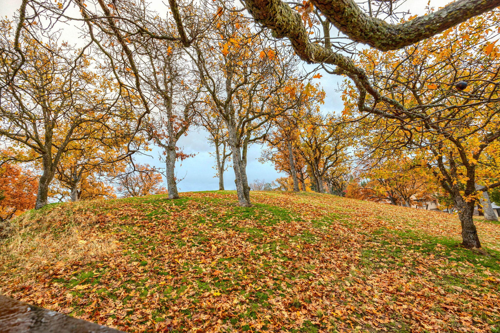 Royal Oaks Estates Subdivision - Residential