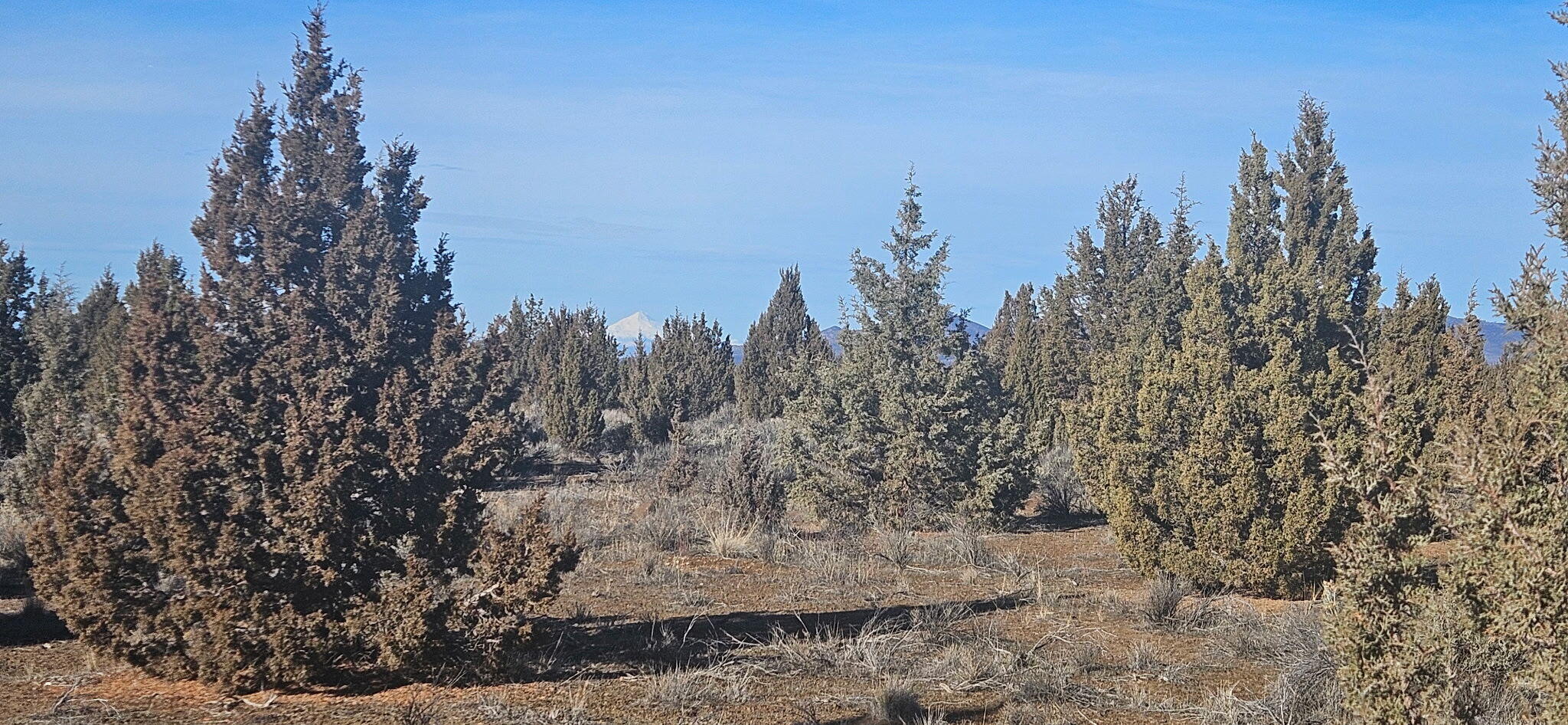 Juniper Acres - Land