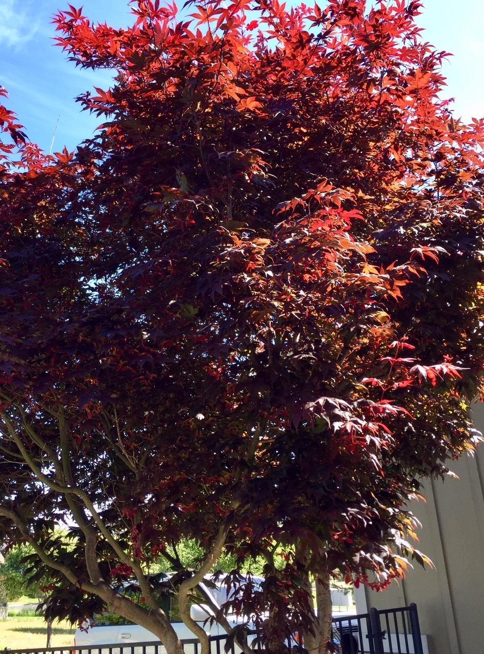 Quail Point Estates - Residential