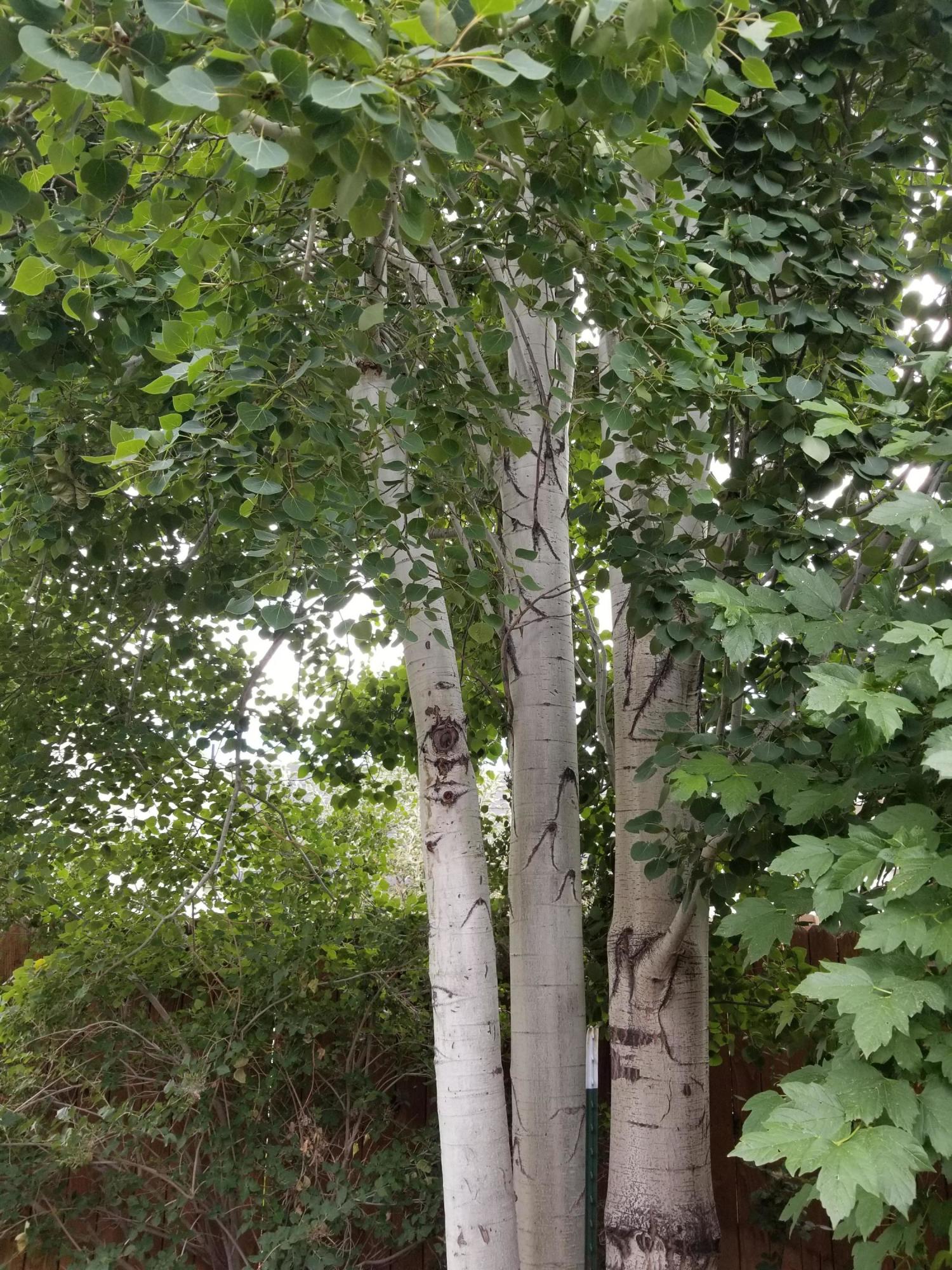 Stoneridge Terrace - Residential