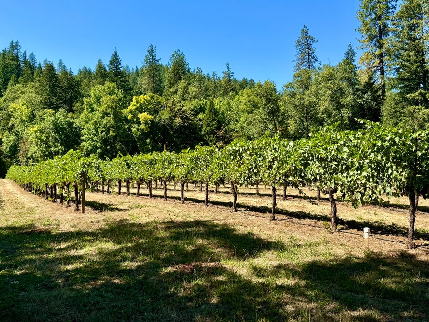 Country living has never been better! Vintage home with good bones, 3 acres of mature gewurztraminer & pinot noir wine grapes for consistent income, huge detached shop, greenhouse, mature orchard, deer fencing, and all this on nearly 10 acres of southern Oregon's finest, with a mix of open meadows, forest, and two beautiful creeks; water rights, and backing up to huge tracts of BLM lands.  27 long rows of wine grapes with irrigation from behind your own dam on Tycer Creek.  Tucked in a beautiful little valley, the drive in to this wonderful property will have you smiling all the way.  All information is deemed reliable but not verified; anyone considering purchasing this property should perform their own investigation into the uses and condition of the property.