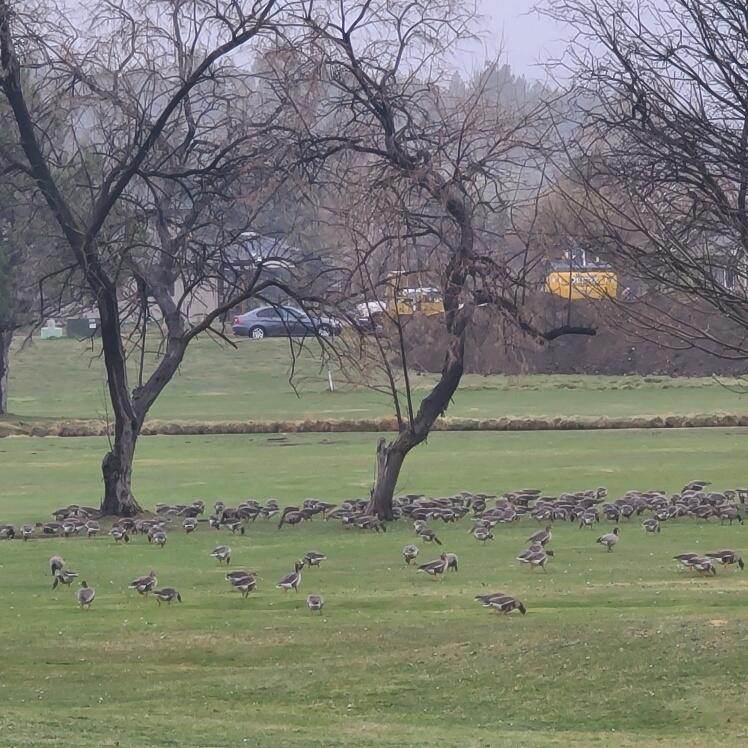 Harbor Isles - Residential