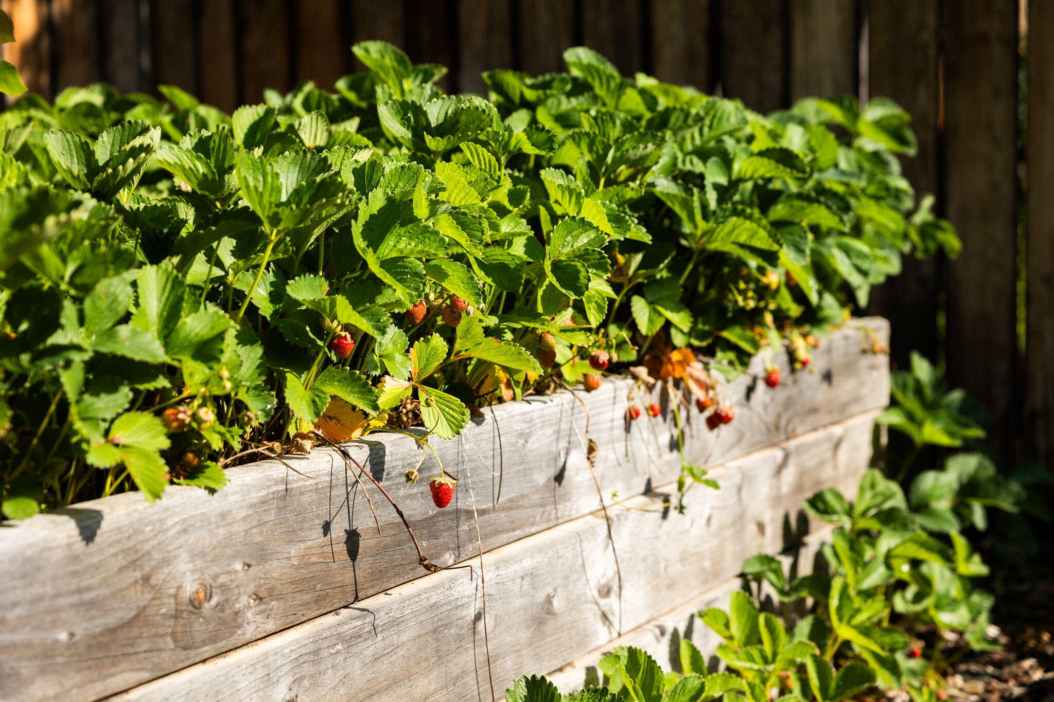 Tanglewood - Residential