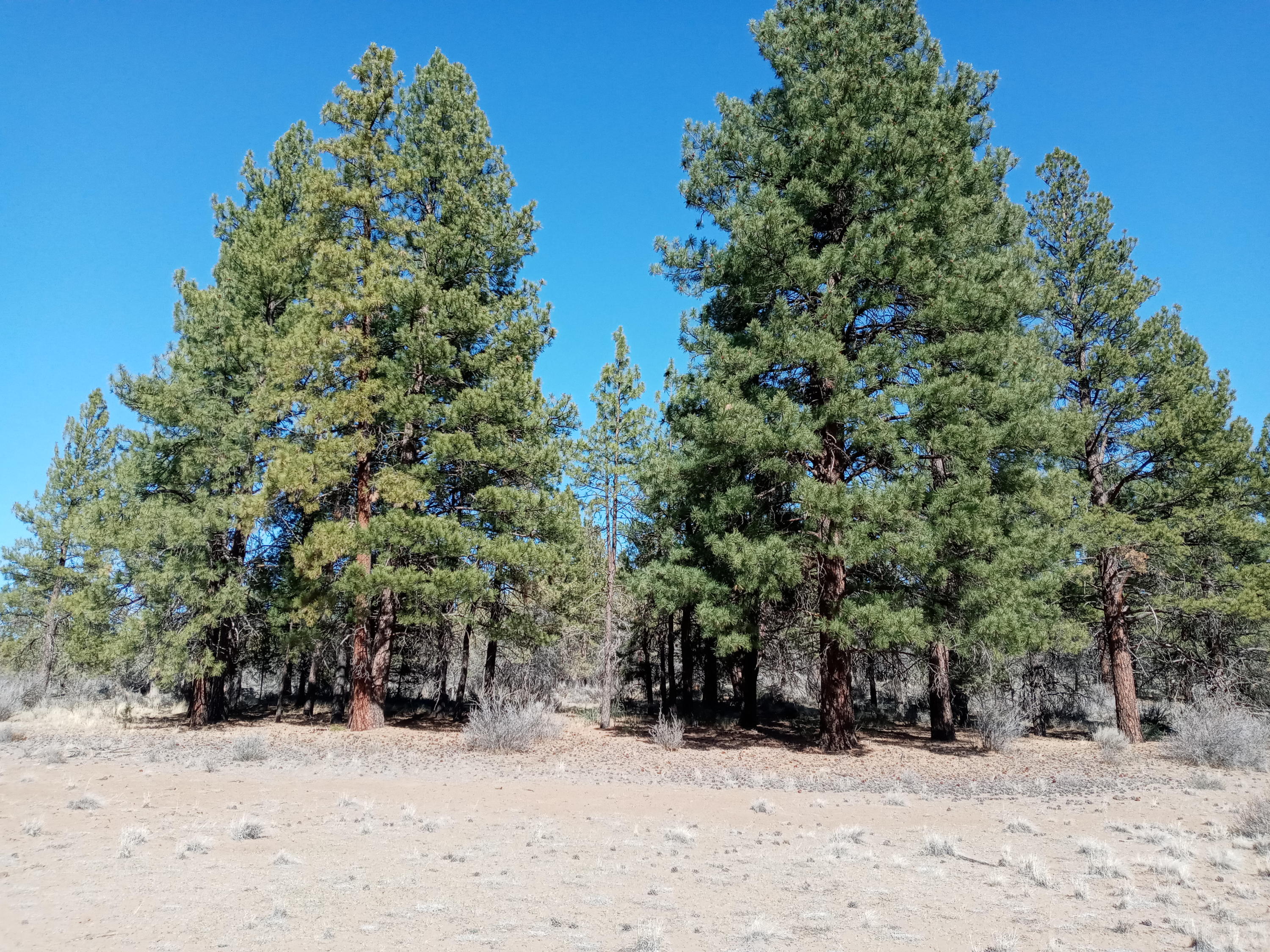 Klamath Falls Forest Estates -Hwy 66 Unit -Plat No. 2 - Land