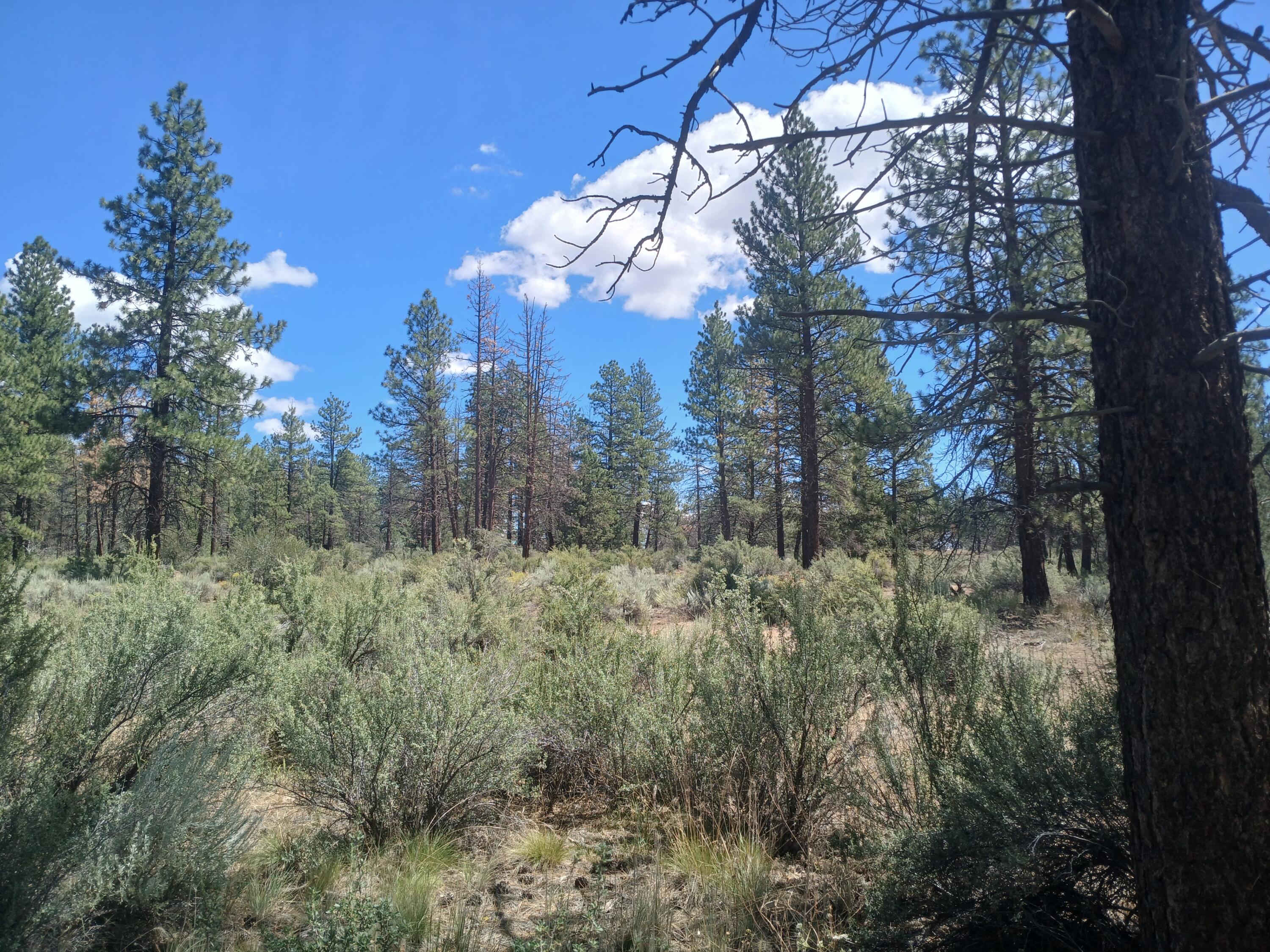 Klamath Forest Estates -First Addition - Land