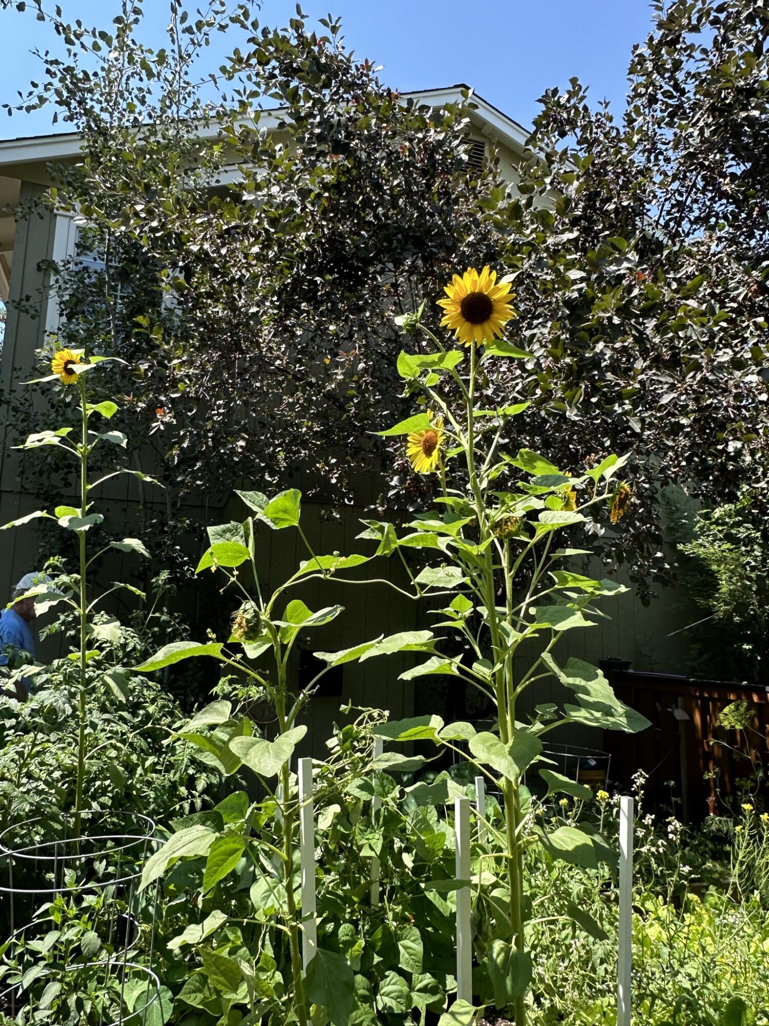 Providence - Residential