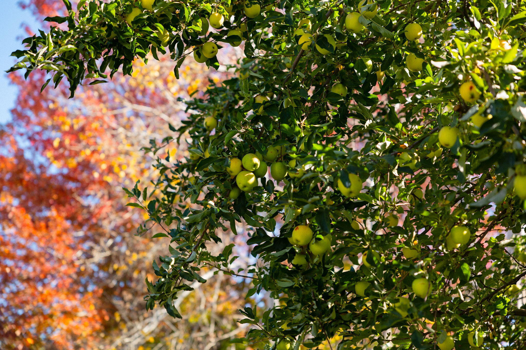 Hayden View - Residential