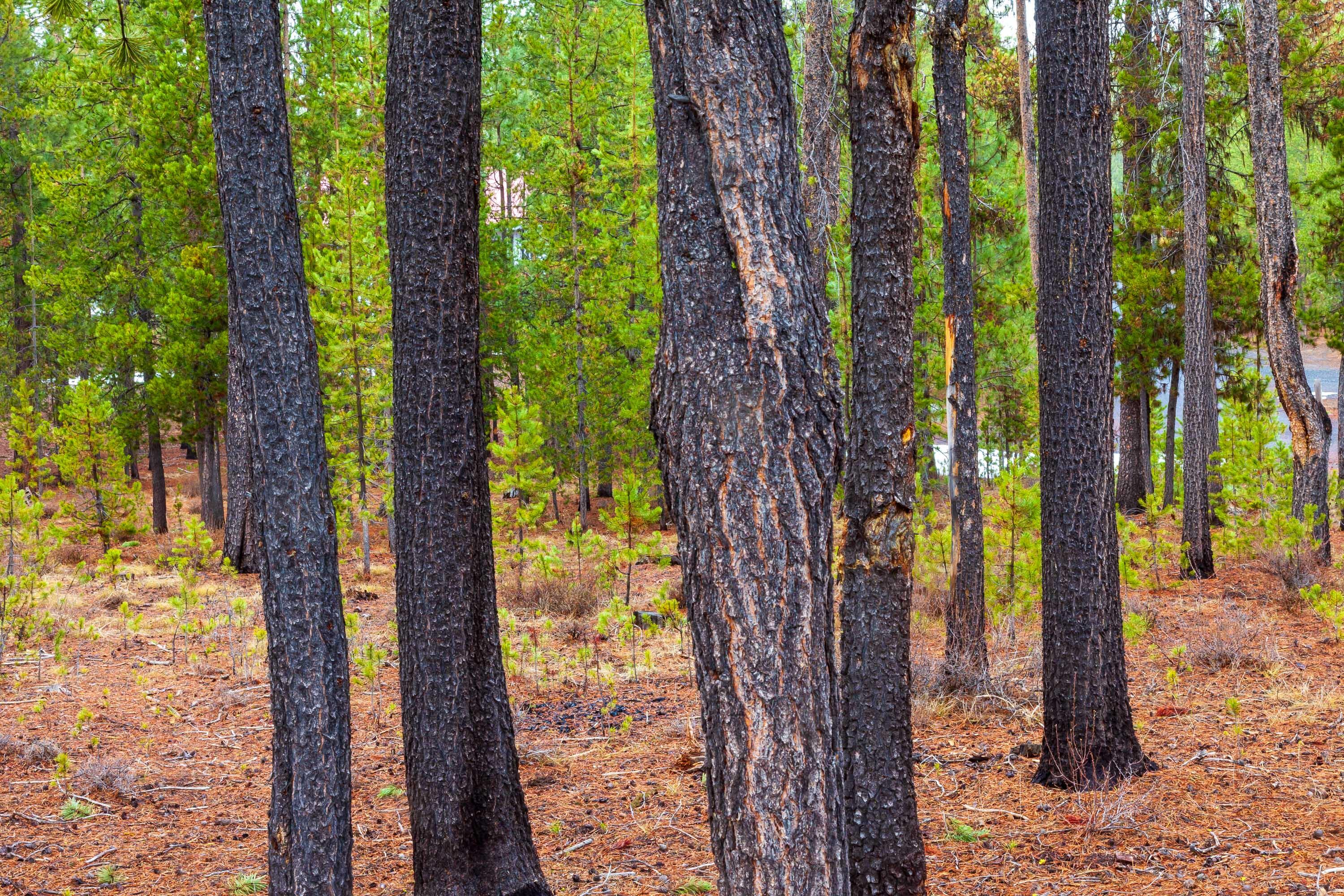 Fall River Estate - Land