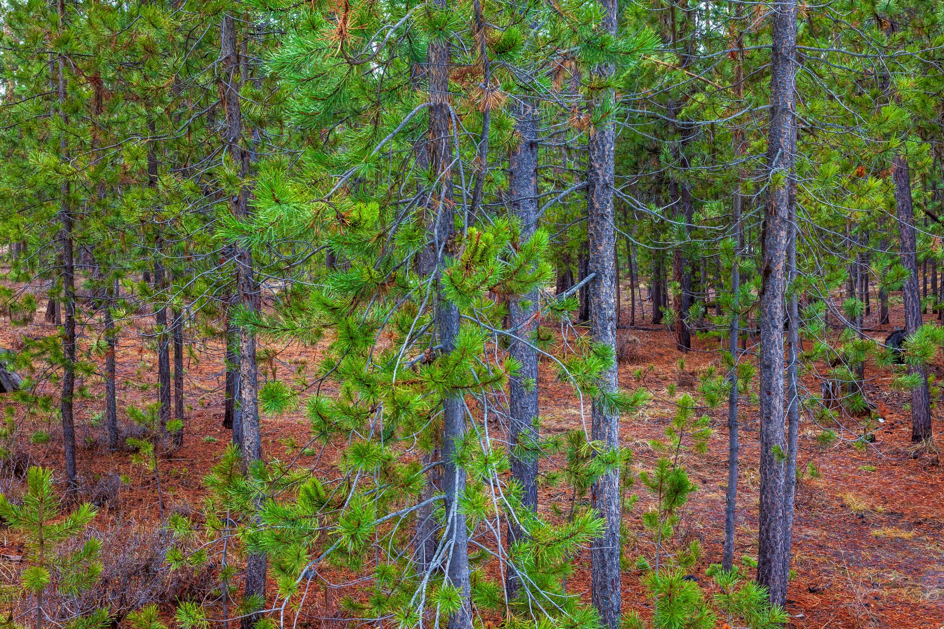 Fall River Estate - Land