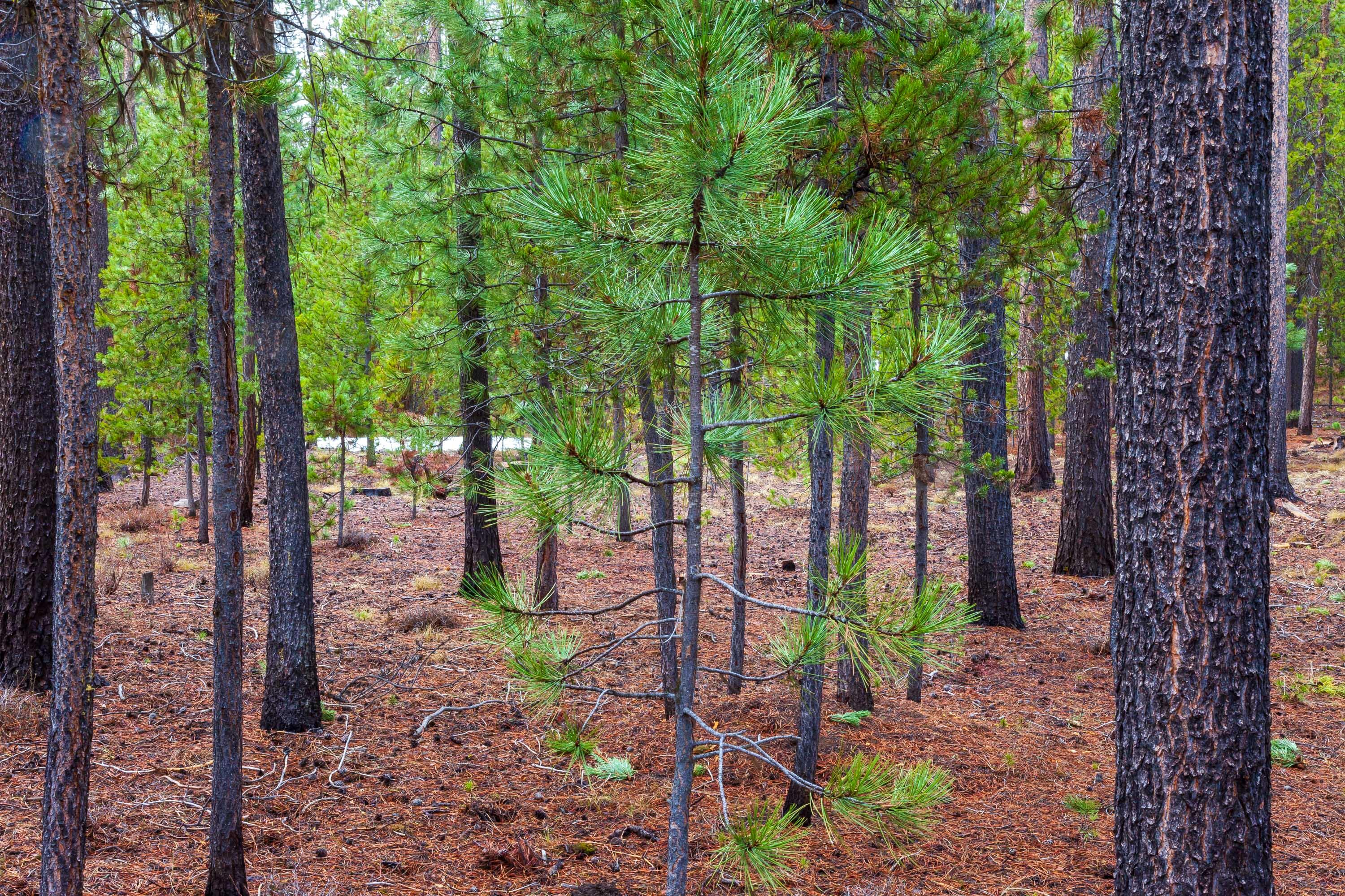 Fall River Estate - Land