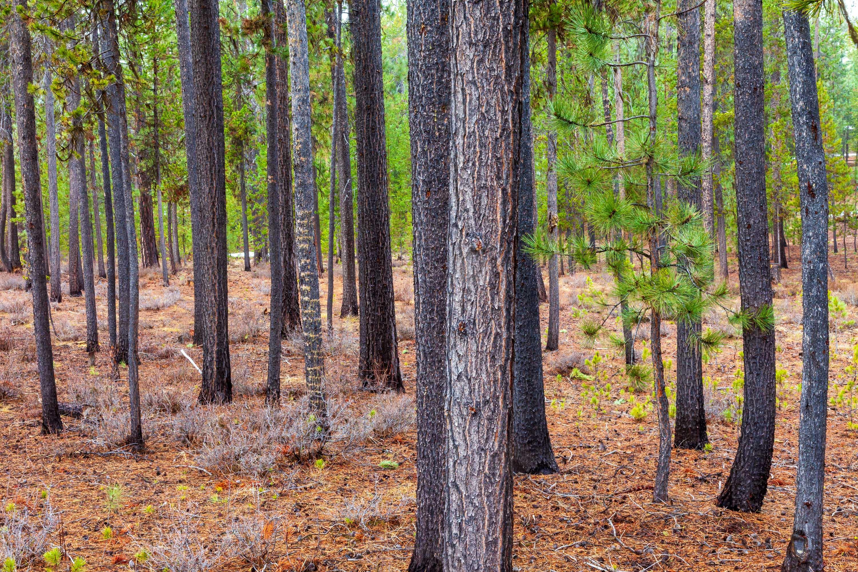 Fall River Estate - Land