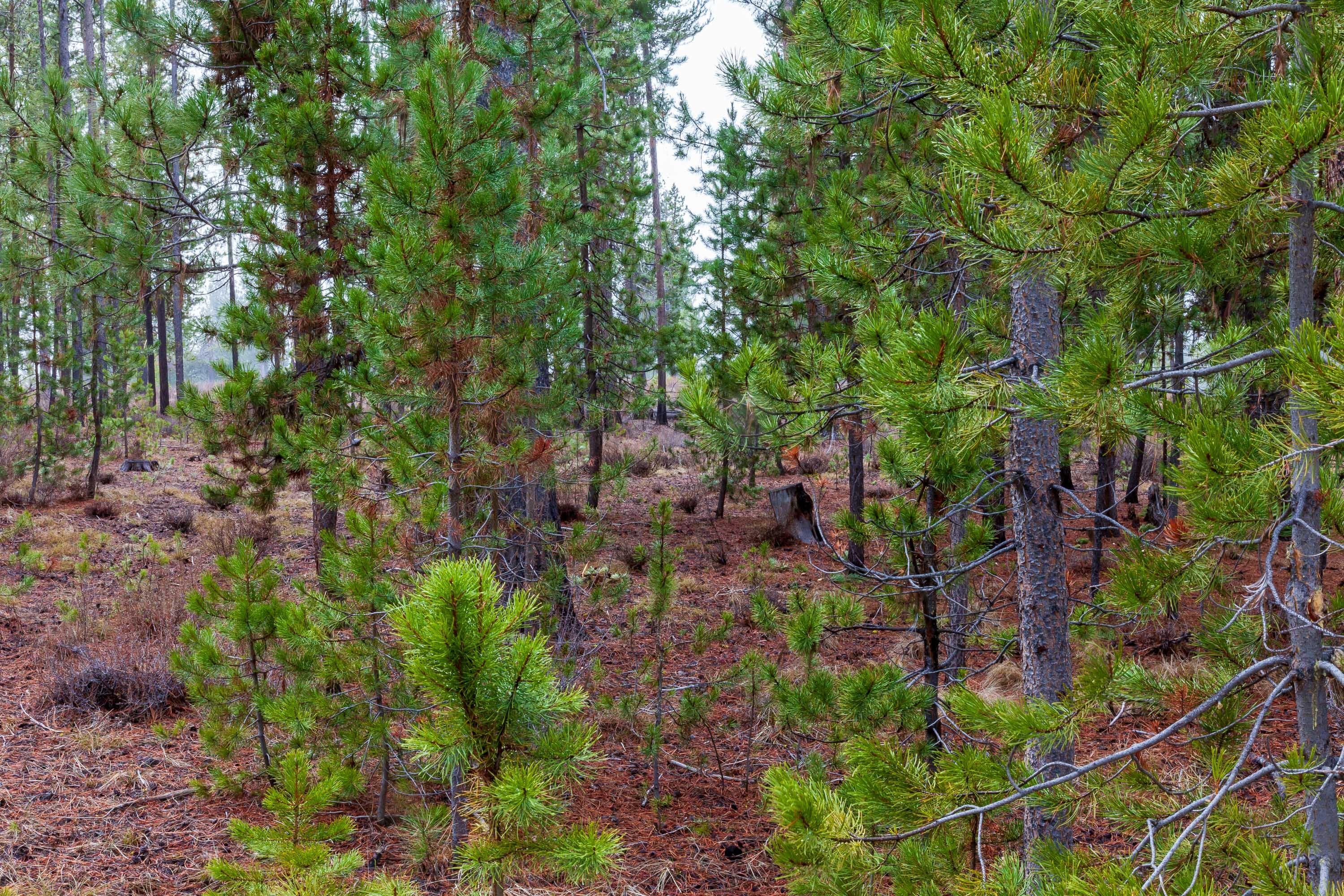 Fall River Estate - Land