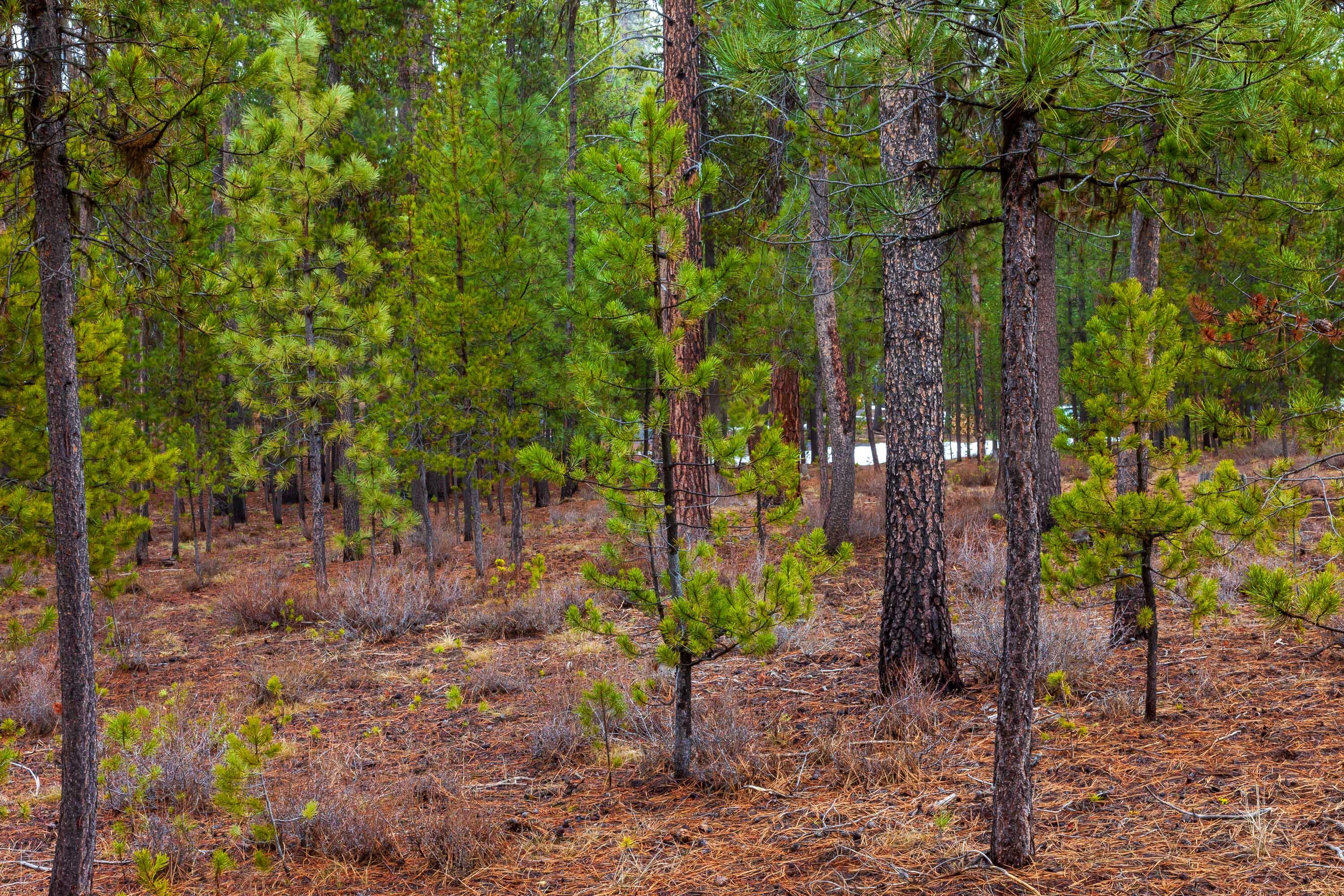 Fall River Estate - Land