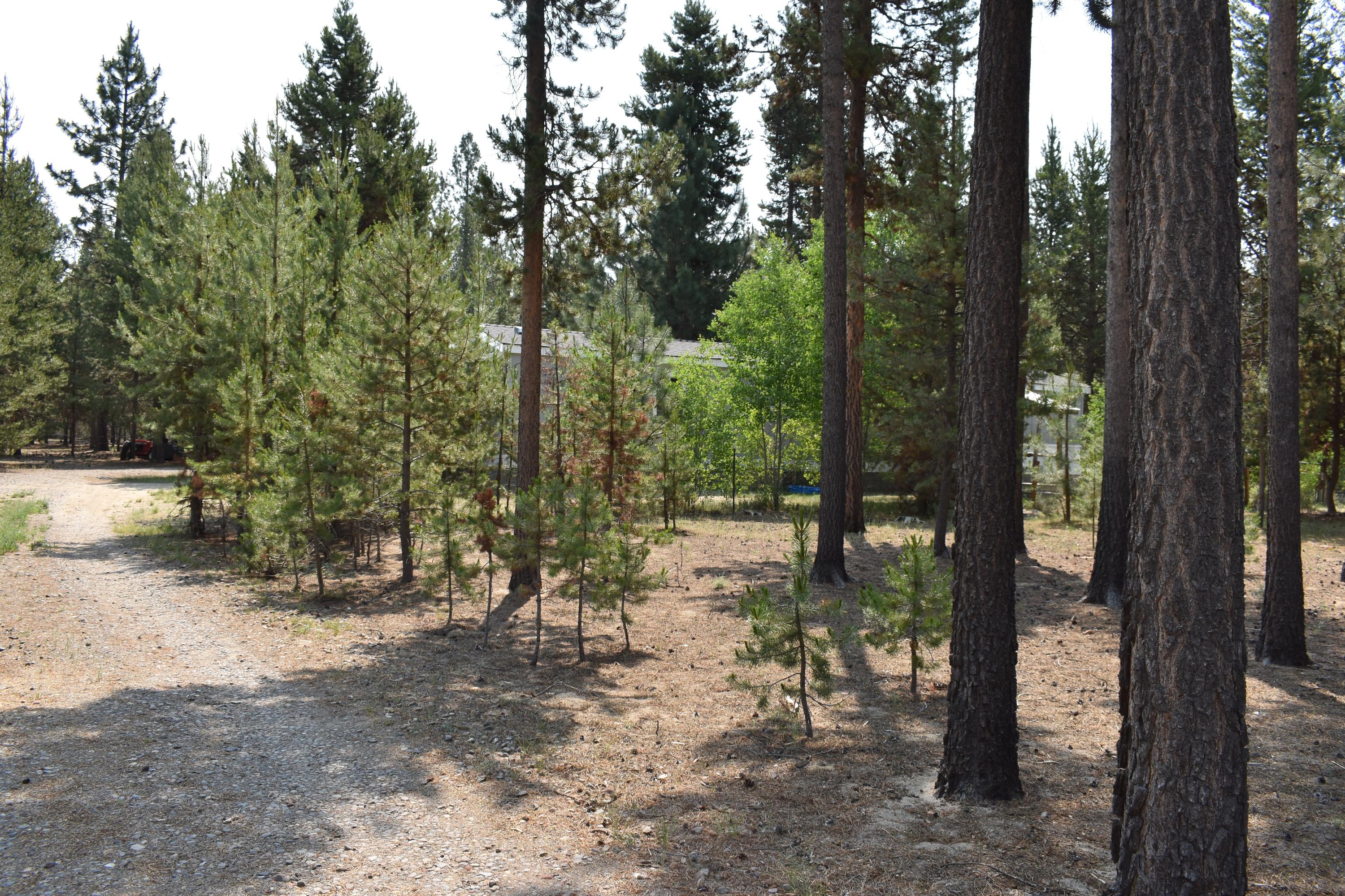 River Pine Estates - Residential