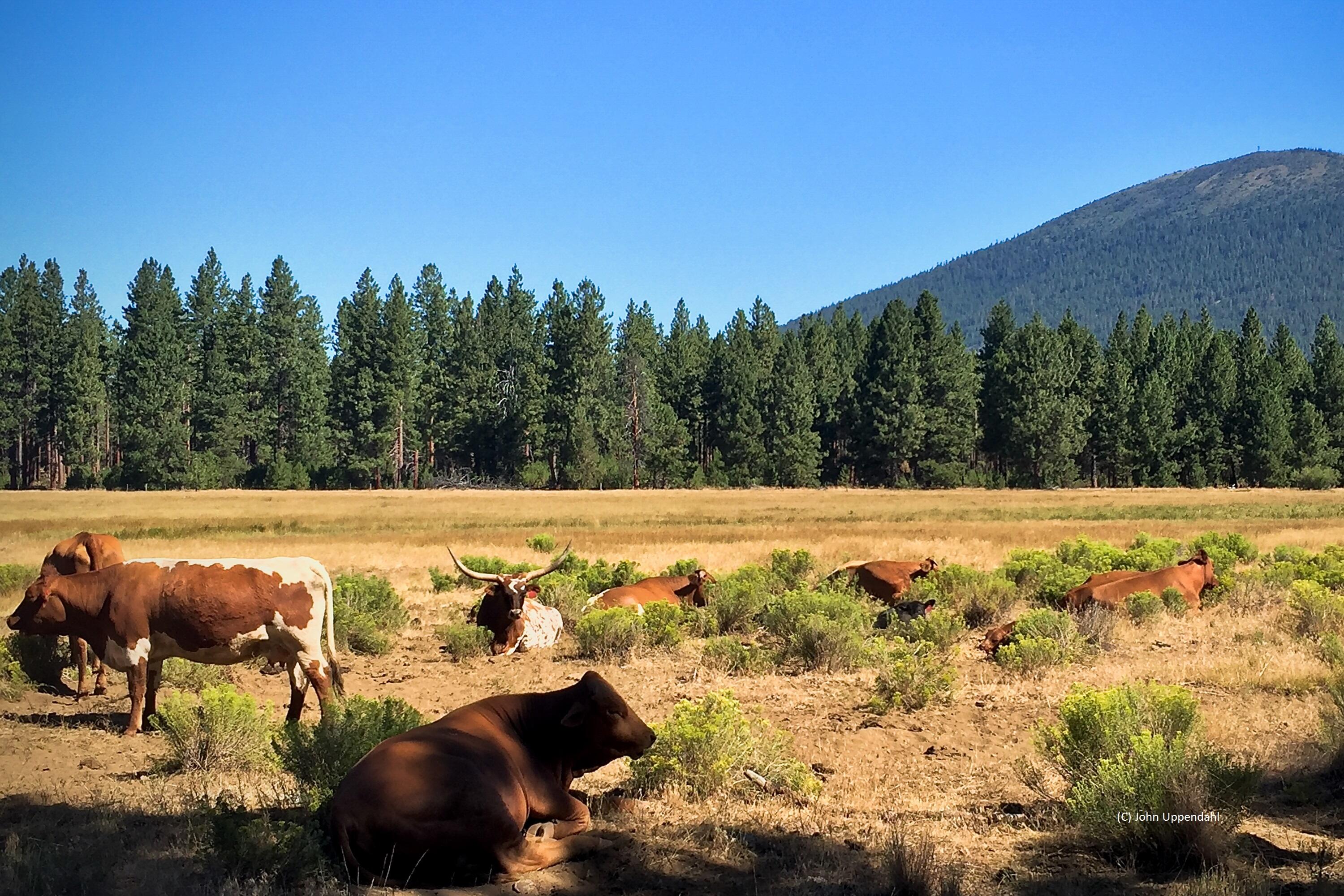 Black Butte Ranch - Residential