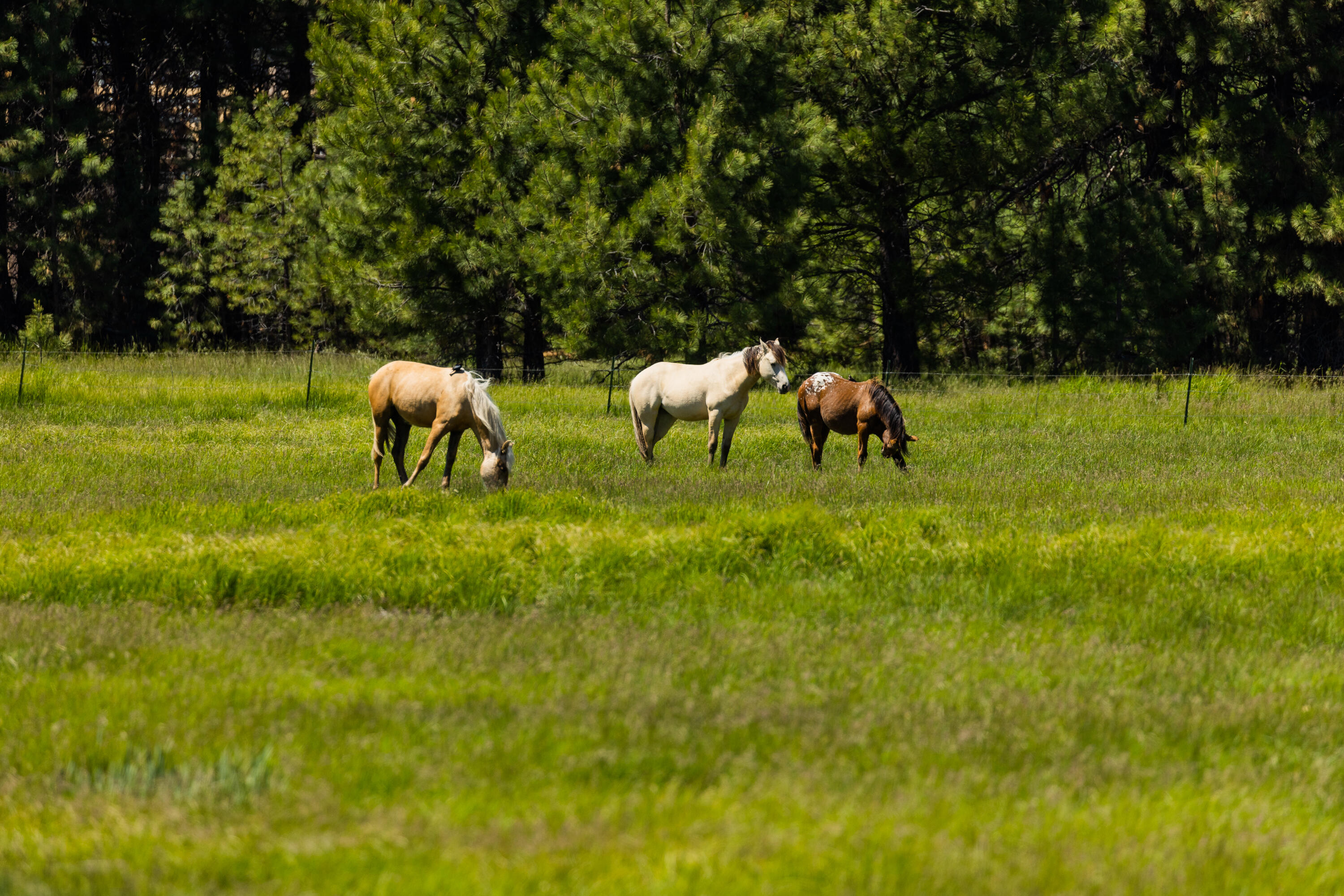 Black Butte Ranch - Residential