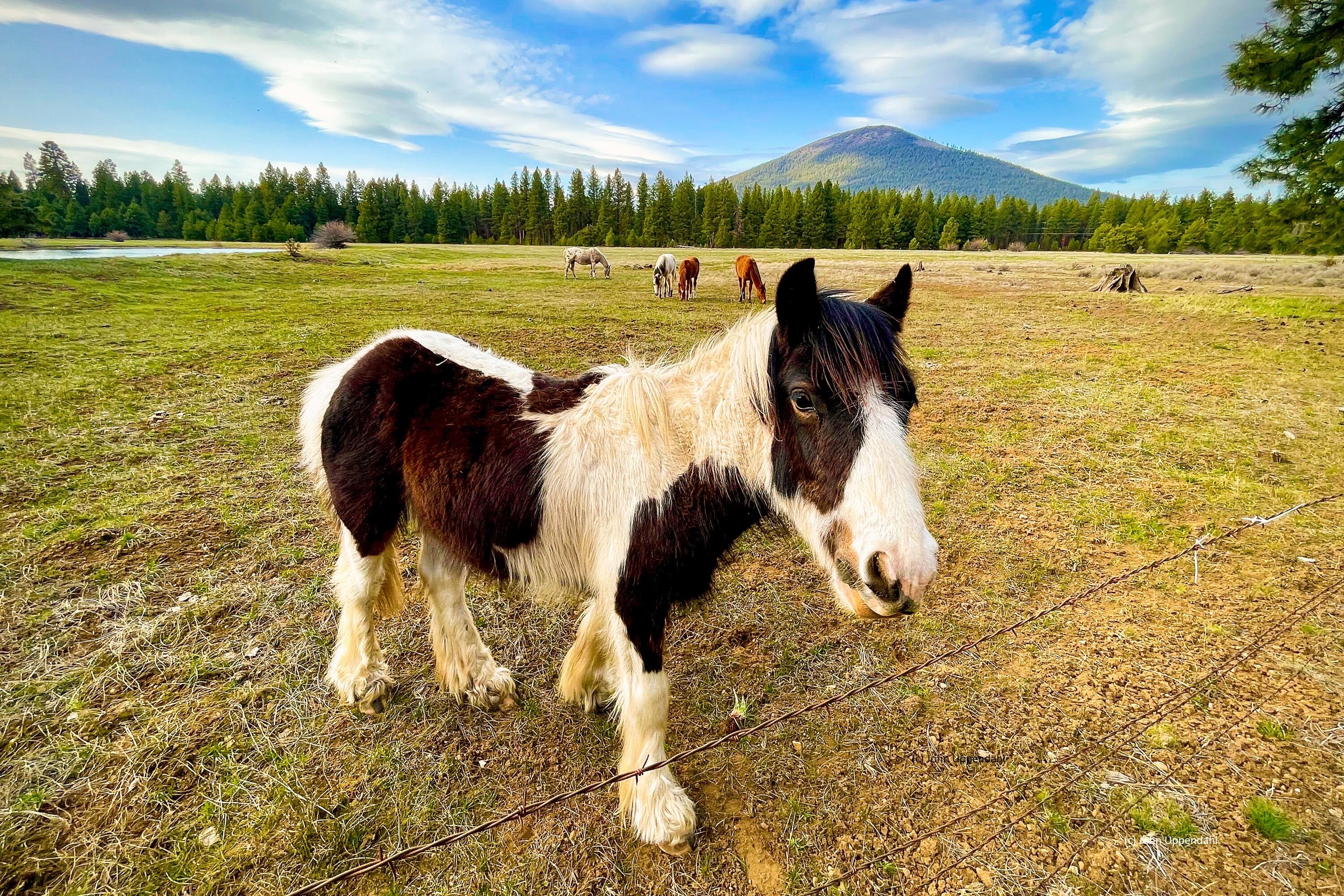 Black Butte Ranch - Residential