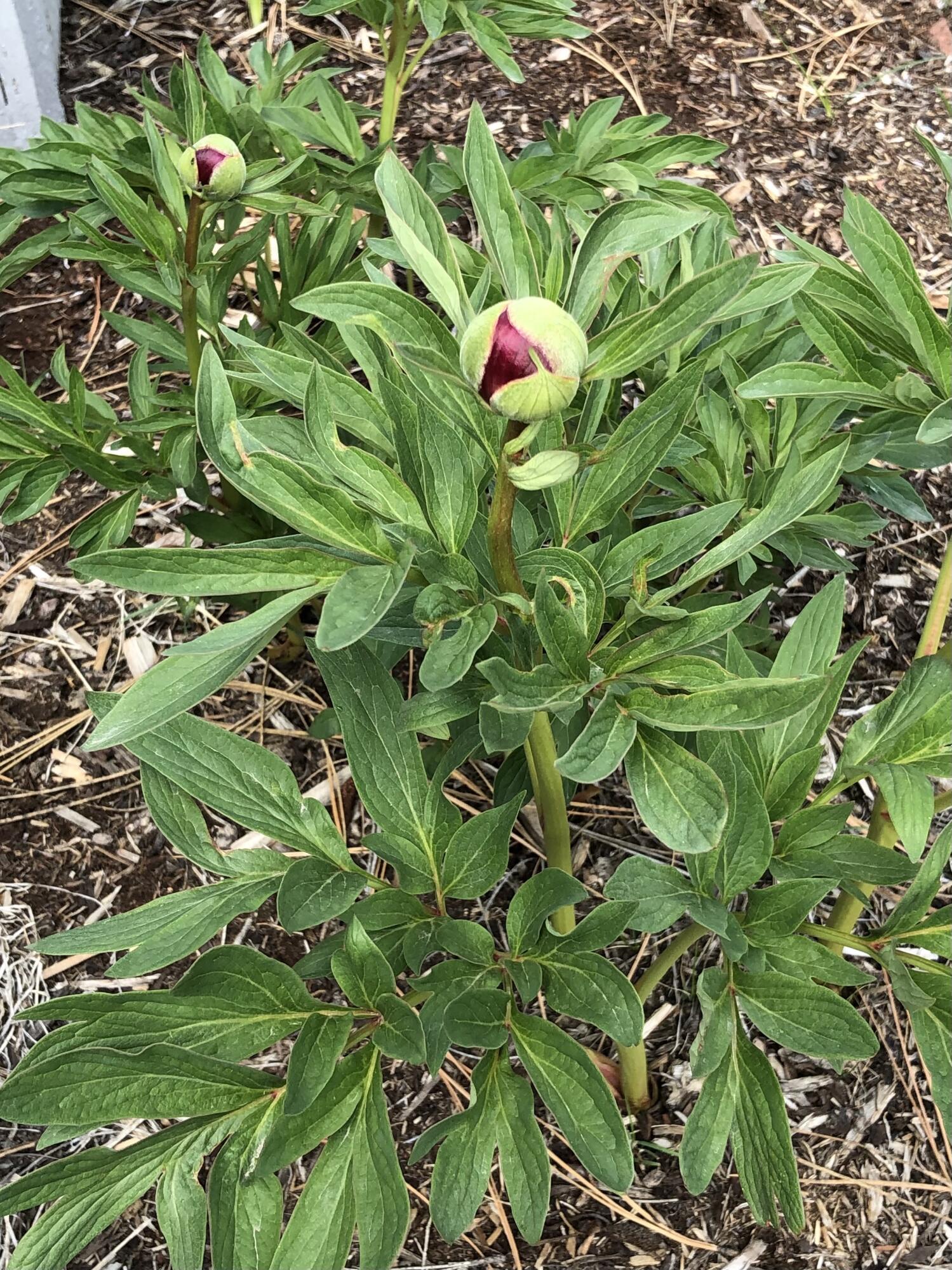 Forest View - Residential