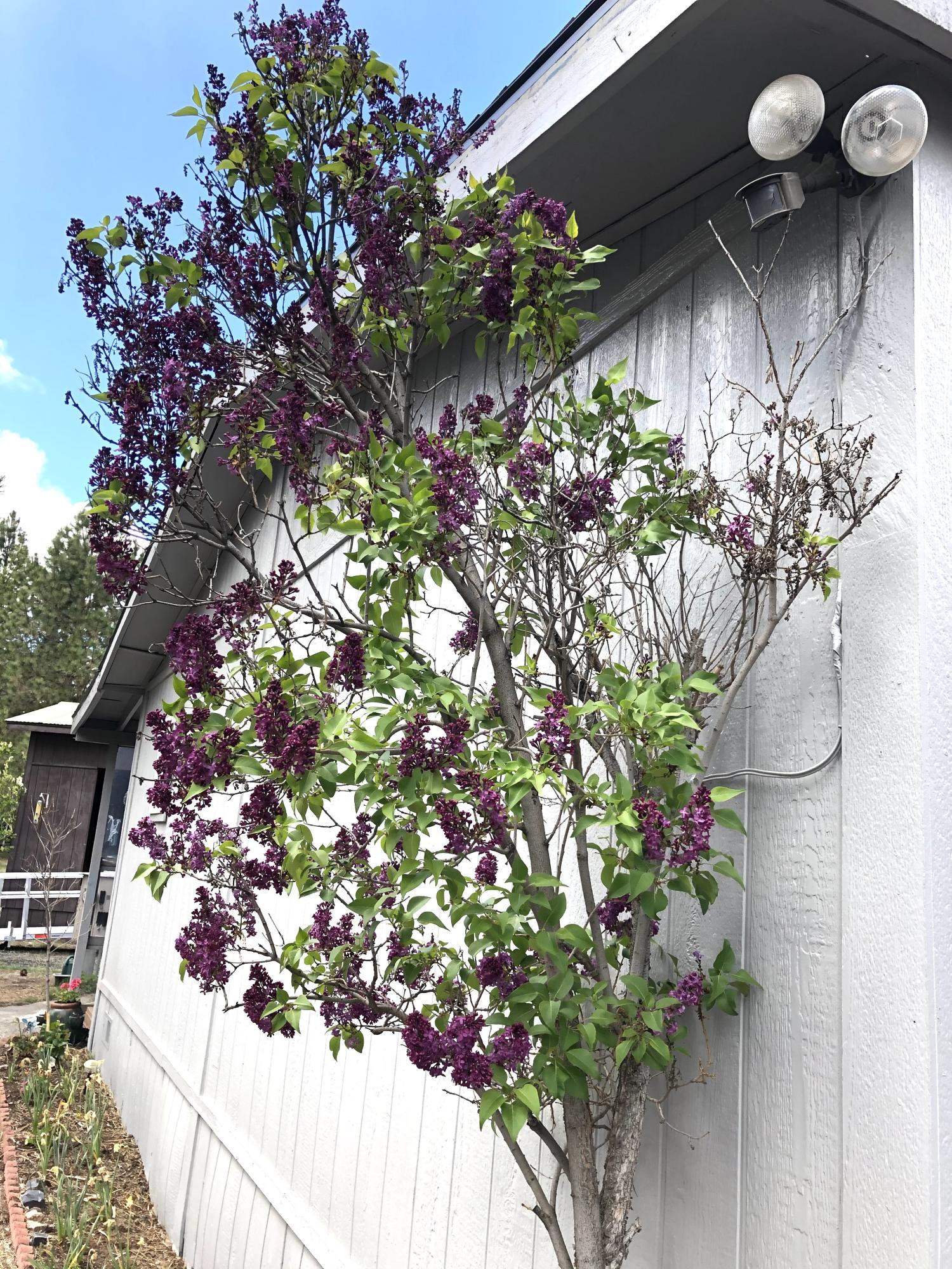 Forest View - Residential