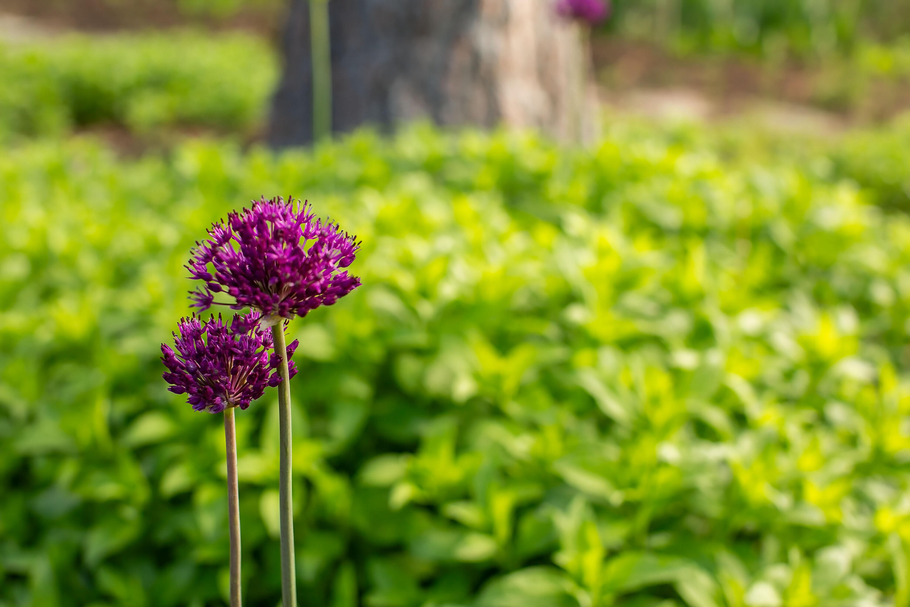 Sage Meadow - Residential