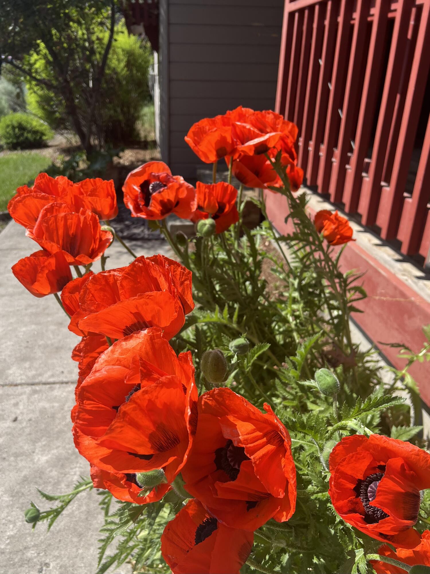 Elkhorn Estates - Residential