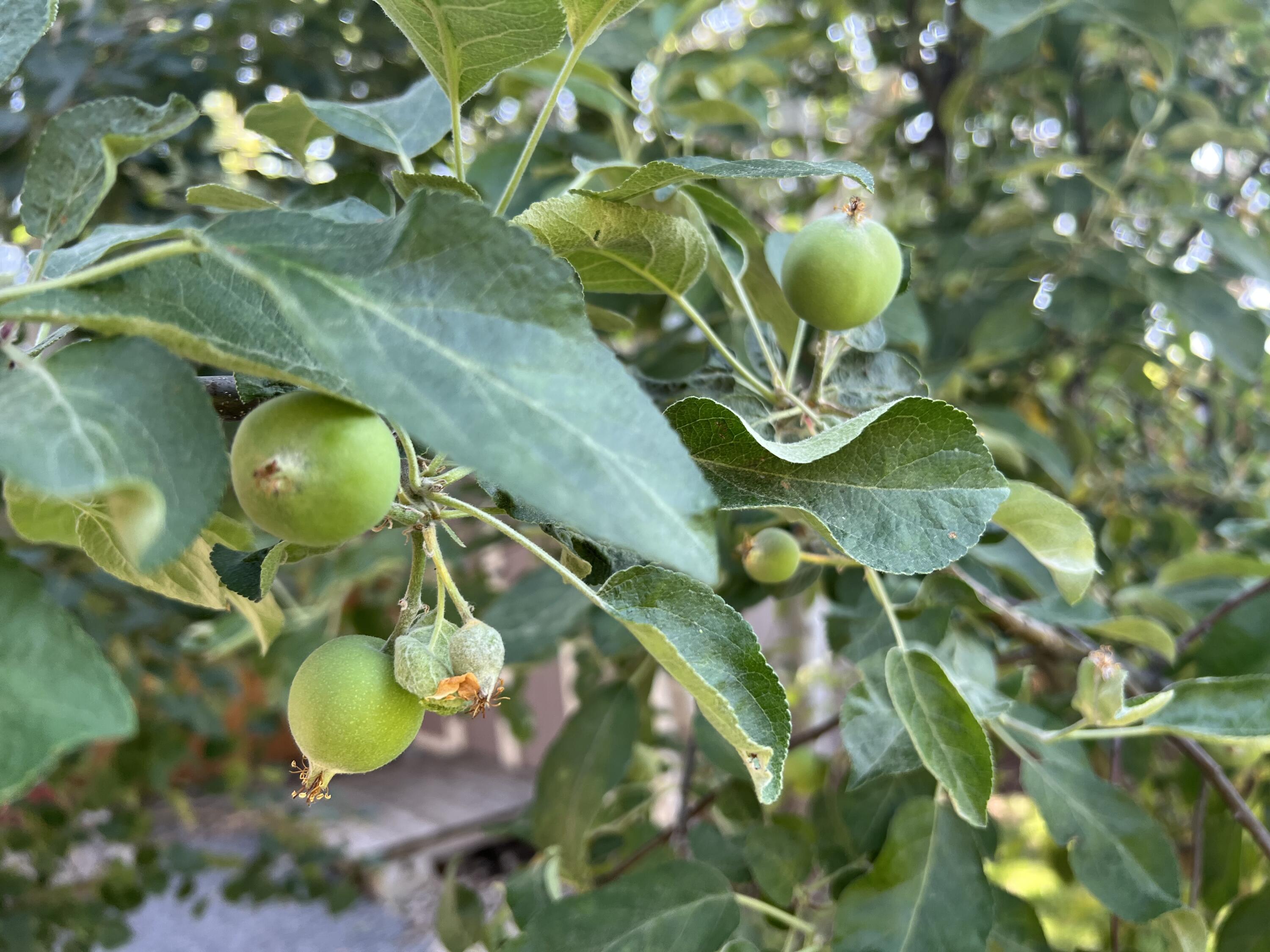 Elkhorn Estates - Residential