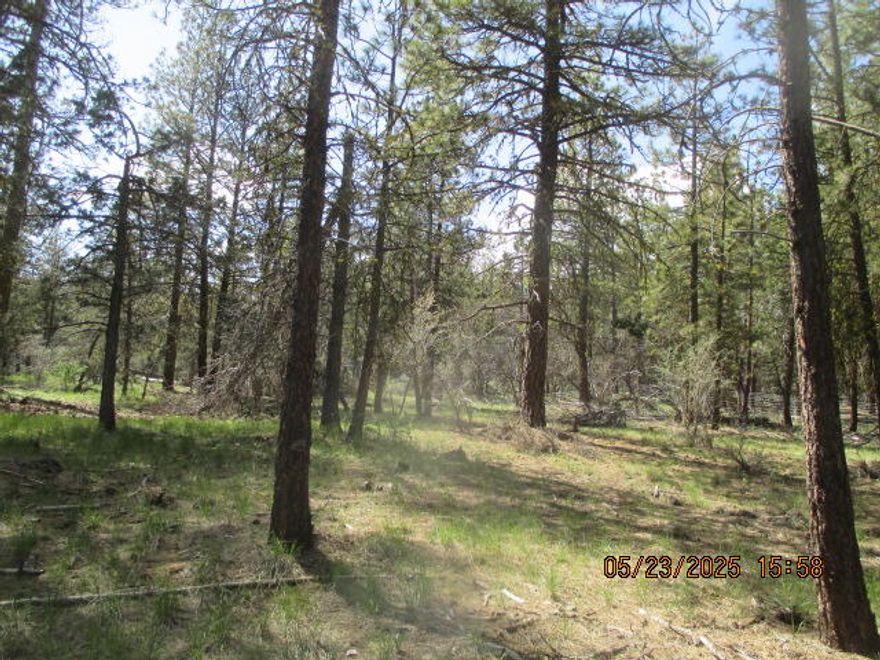 This property features 2.29 acres of tall pine trees located just off a paved road. Perfect for someone looking for a peaceful and secluded property with plenty of natural beauty.  Has a nice clearing for a home or cabin, level parcel, with good gravel roads from the Hwy 140.  Owner may finance with 50% down.
