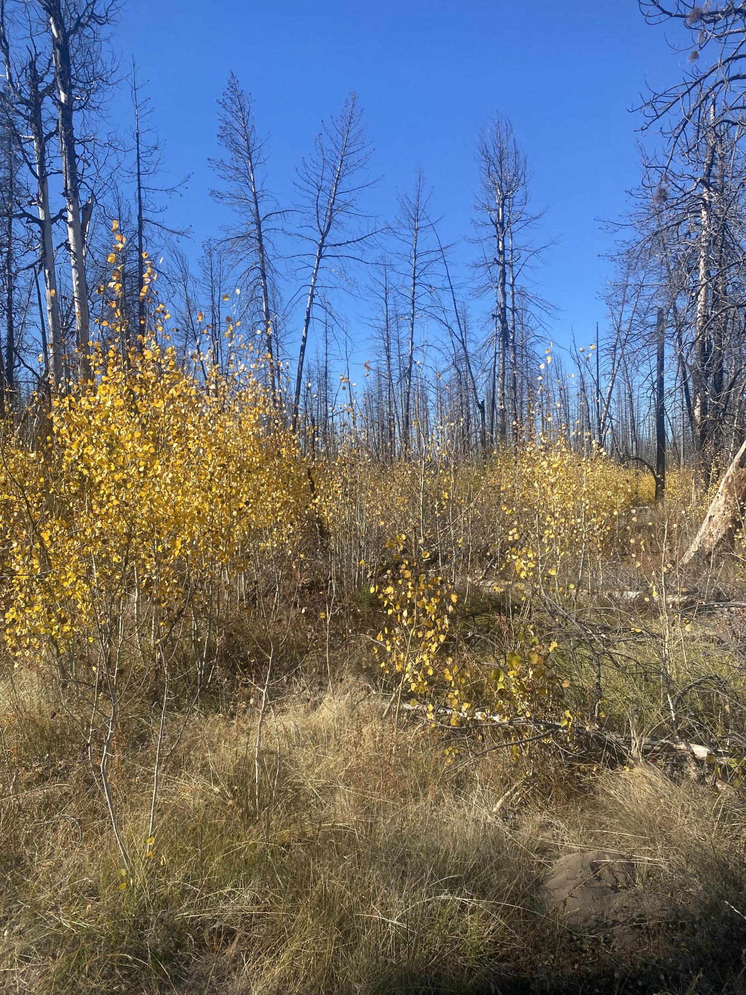 Klamath Falls Forest Estates -Sycan Unit - Land