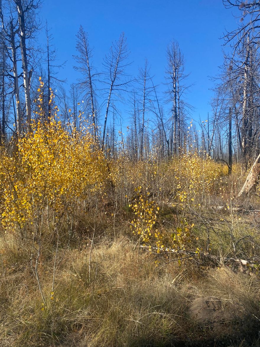 Take a look at this Remote 173.22 Acres in the Sycan unit in Bly OR.
This is an OFF- GRID property, NO POWER
3 separate parcels, 11.98 acres zoned R5 and 161.33 zoned Forestry. This property is a part of the Boot Leg fire in 2021
This property has tons of new tree seedlings emerging.
This property borders BLM land
Hunters : this property offers 2 LOP tags for all hunts. Typically, a lot of Mule Deer in this area. The 11.98 acres has a hand dug well on the property. Agents nor Sellers warrant the well condition or  availability of water from the well. Buyers to  do their own due diligence on entire property and any and all development of this property.