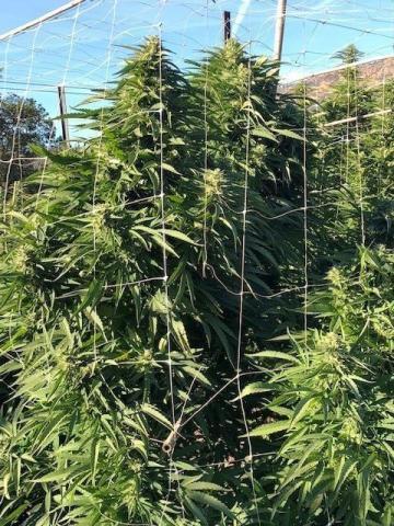 Apple Farm Estates Phase 1 - Land