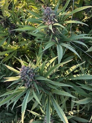 Apple Farm Estates Phase 1 - Land