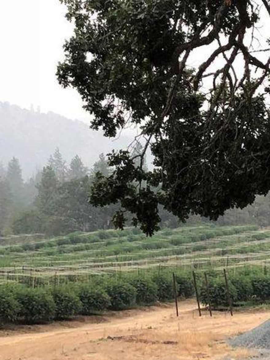 Breathtaking beauty & lifestyle! Established, high volume, turn-key cannabis farm located in the heart of the Applegate Valley! This property offers twp-Tier 2 outdoor production licenses on side by side parcels, professionally designed and built by a 12 year industry veteran. With 80,000 sq ft of sun grown canopy in unbelievable biologically amended Applegate soil, This farm has it all! Sitting on 126 acres, this property offers everything you will need to get a piece of the booming cannabis market, without all the headaches. Each license has a 30x96 auto light dep green house, 4,000 sq ft, 20 ft tall, fully insulated and climatized steel building, and an OLCC compliant 45ft SEA container for product storage. 3 wells, 3 water rights, 800 Amp power service, an extensive security system, full outdoor kitchen and break area for employees, and more! Housing on the property includes a rustic remodeled cabin used for offices, an immaculate single wide man home, and 4 RV hookups. SEE FLYER!