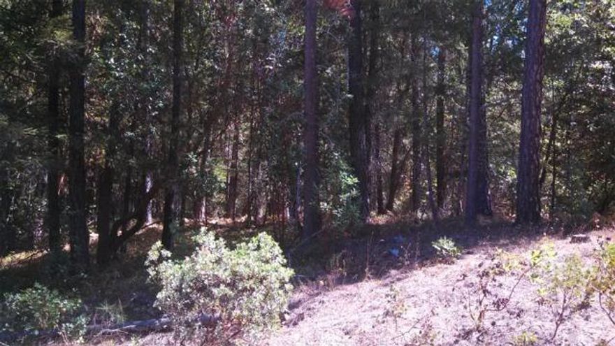 Level, Treed, Private 5+ acres in Evans Valley only 7miles from Rogue River and I-5.