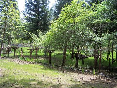 Bannister Creek - Land