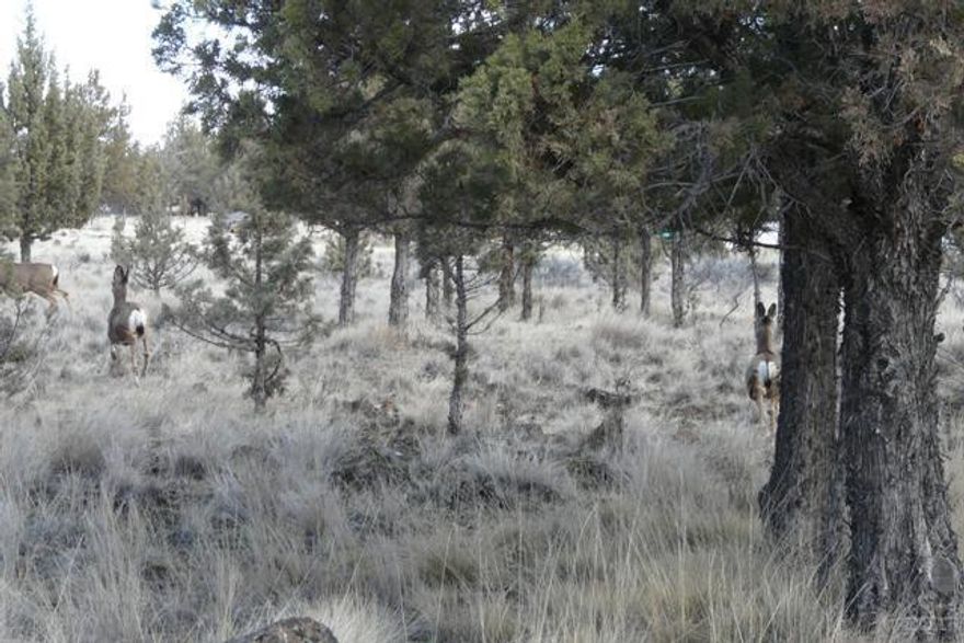 This undisturbed land is all yours to do as you wish, cabin now & forever or build your dream cabin. Two minutes from our private marina, boat launch & swim/beach area of the Metolius River arm of Lake Billy Chinook. All the water sports, ATV/dirtbike riding, airstrip, private gun range, but no hunting on property. This 4000 acre gated community is totally off the grid. No guarantee on how many deer you will see but they are around all the time. A great piece of Central Ore paradise!