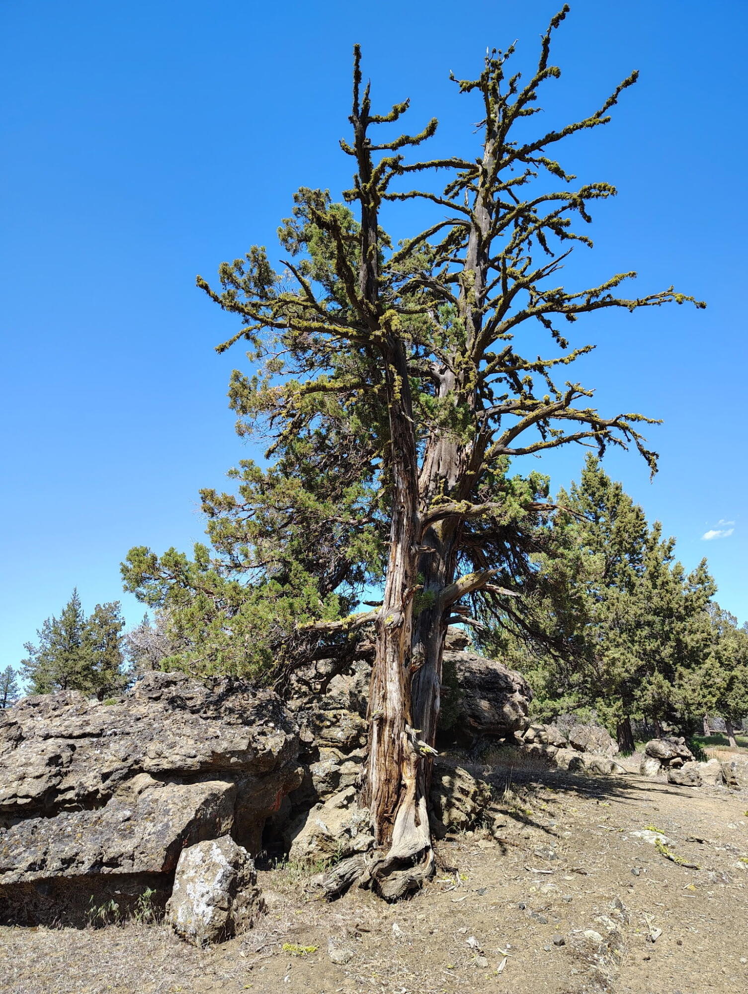 Klamath Forest Estates -First Addition - Land