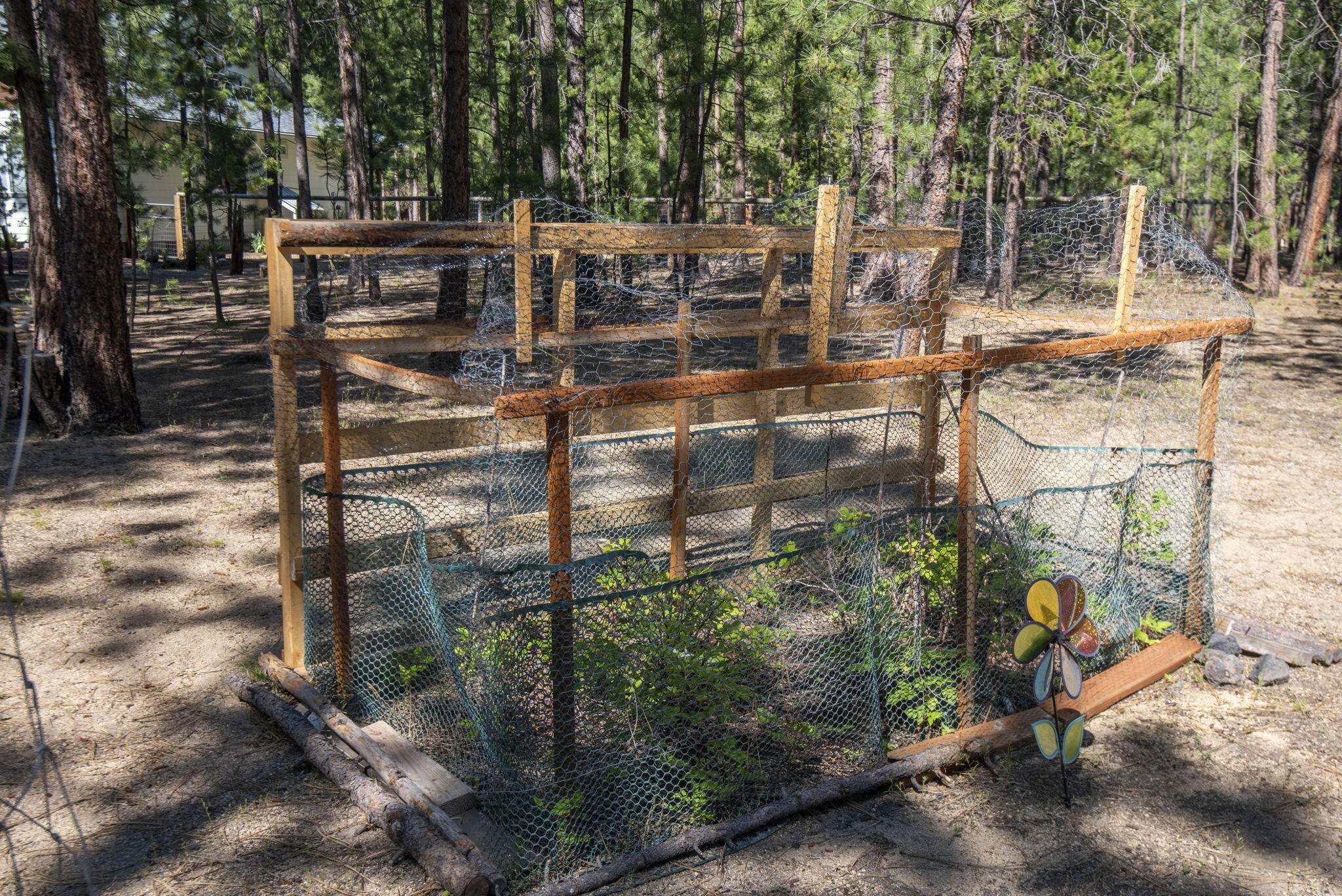 Ponderosa Pines - Residential