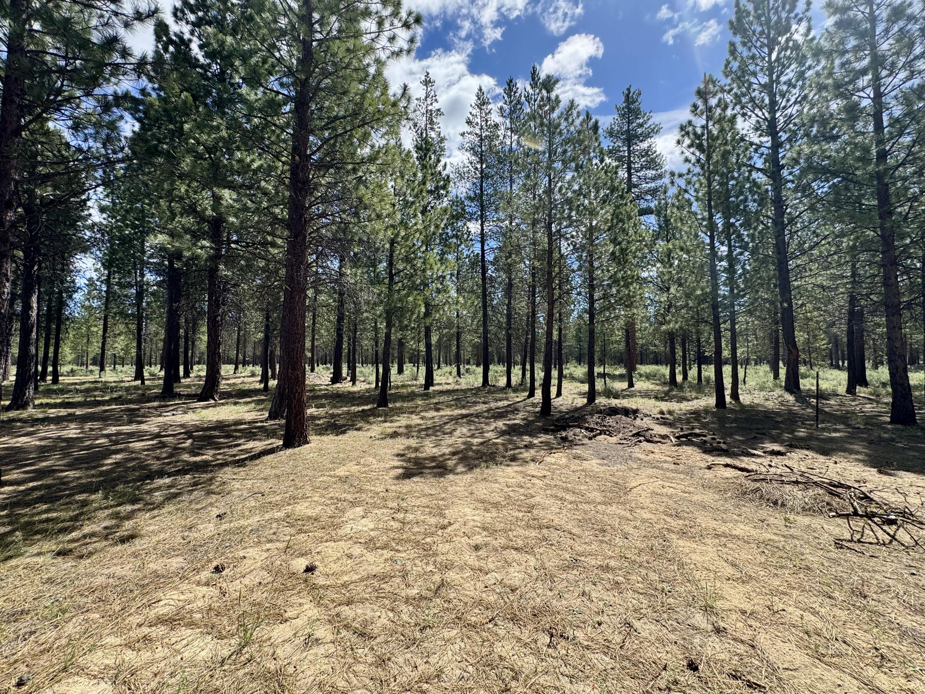 Ponderosa Pines - Residential