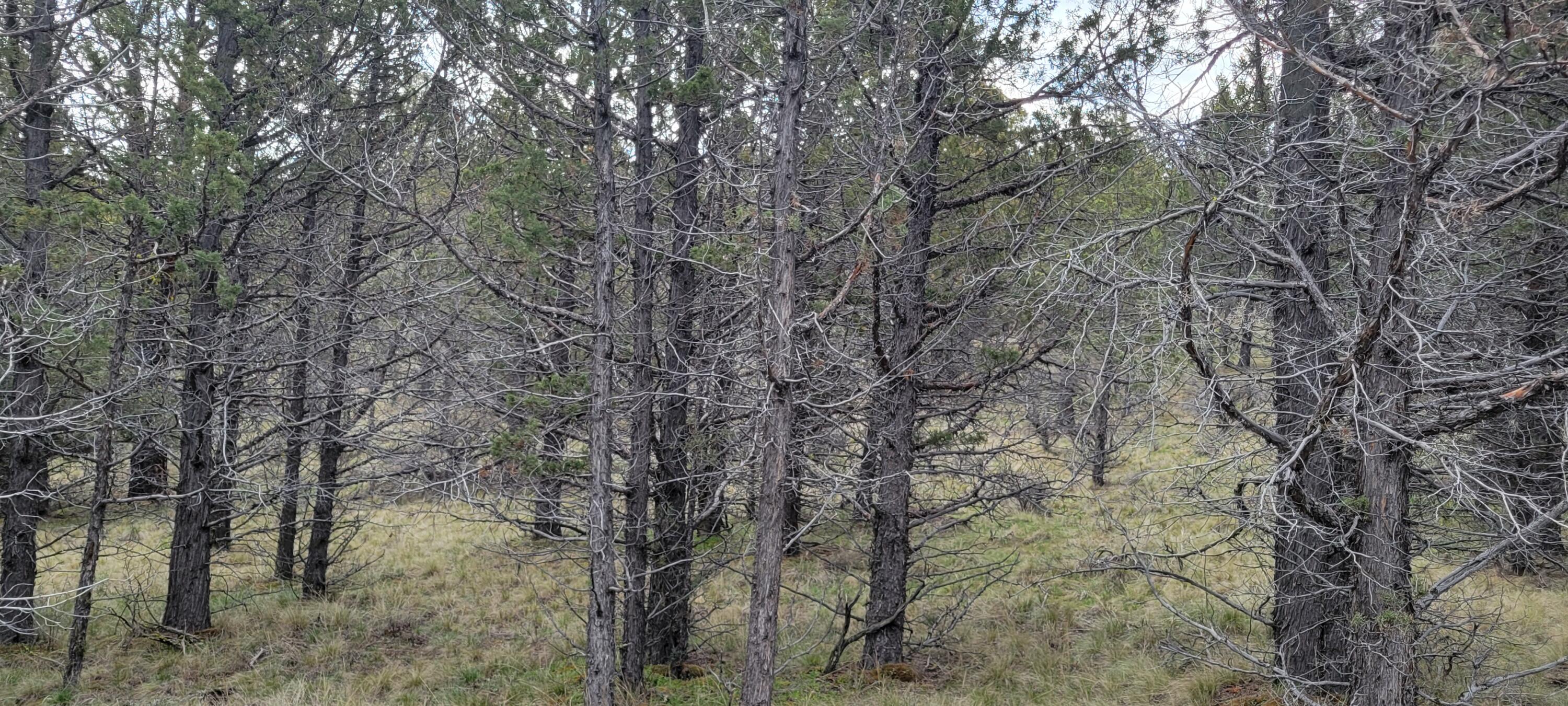 Riverside Ranch - Land