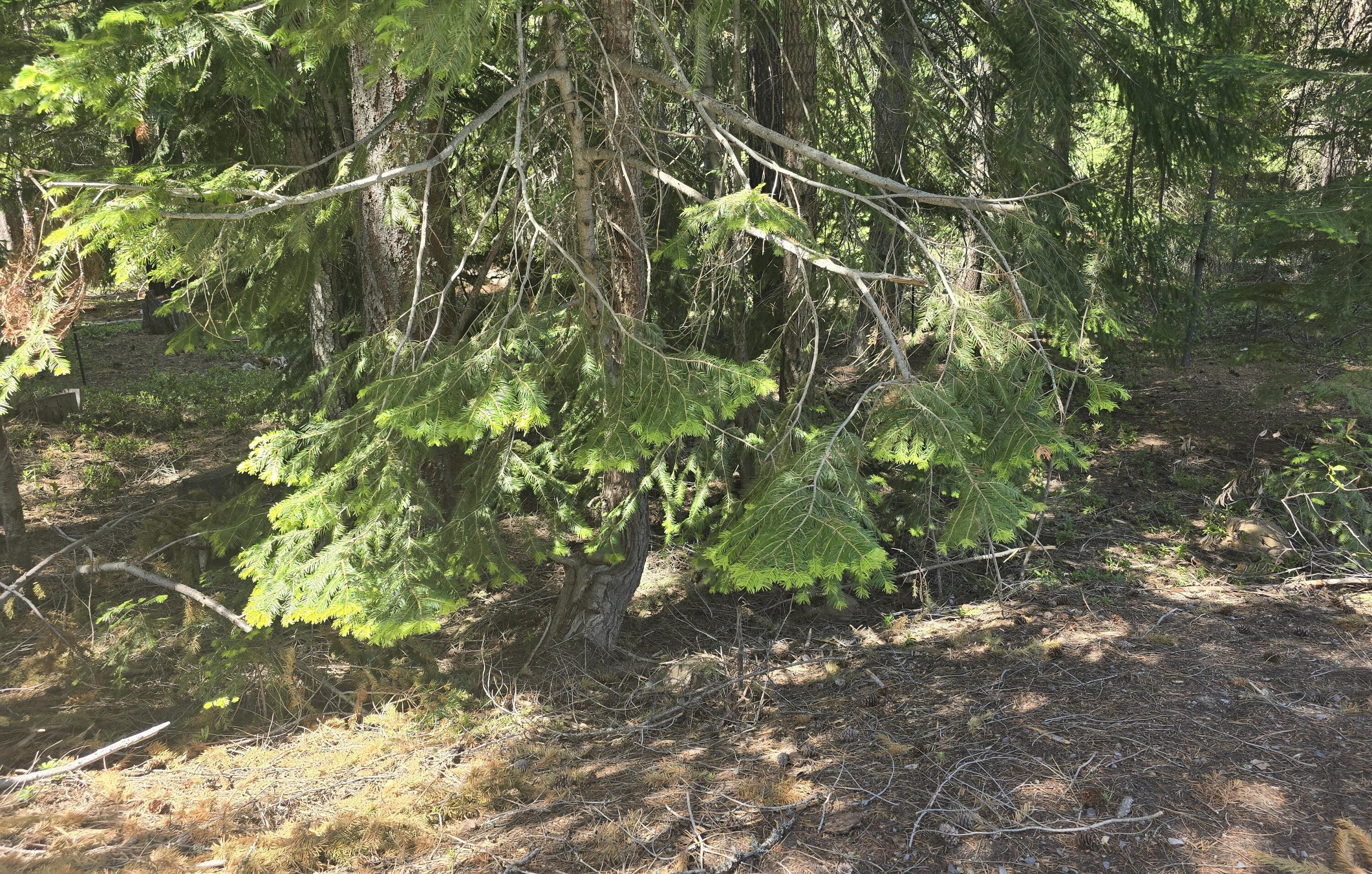 Diamond Peaks - Land