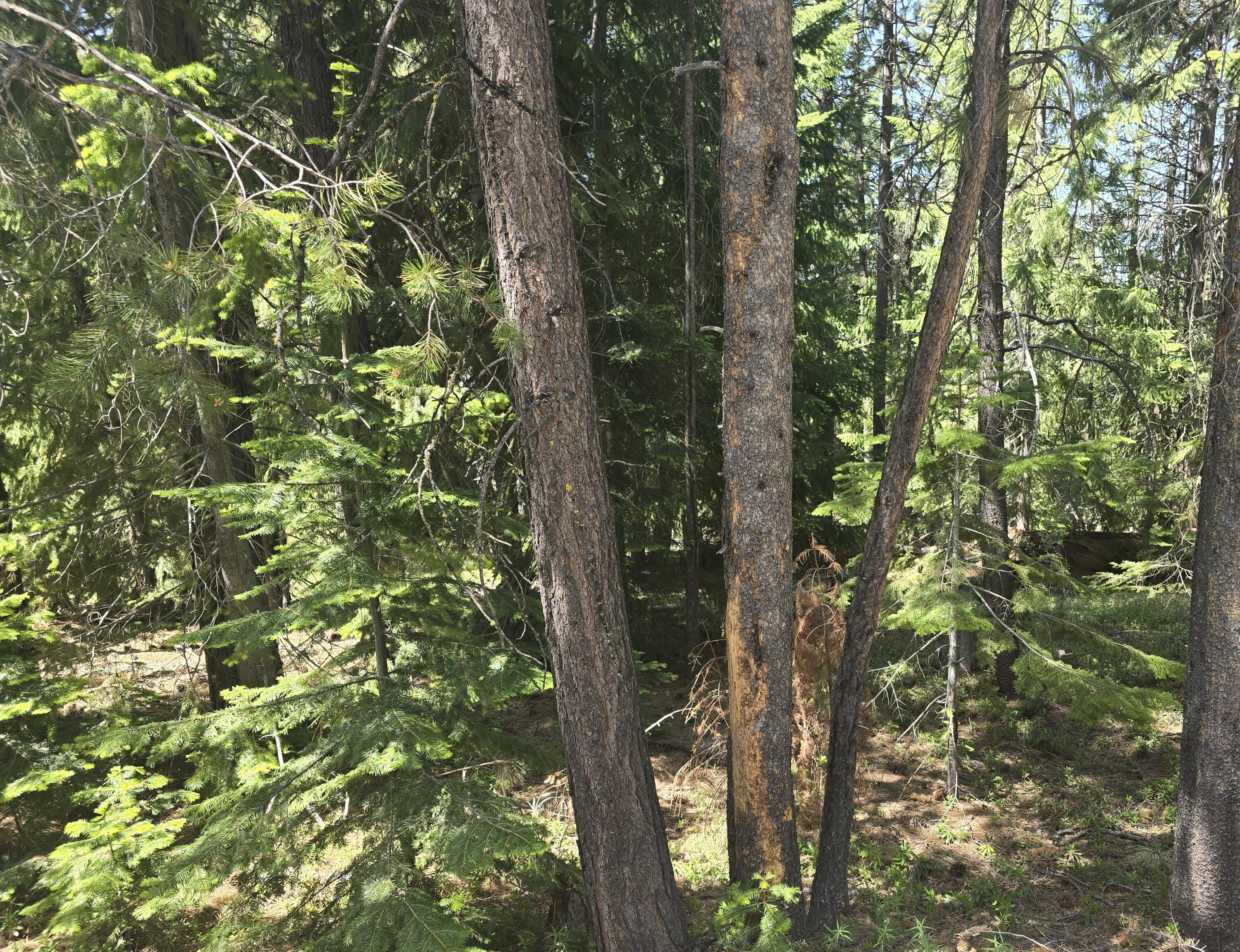 Diamond Peaks - Land