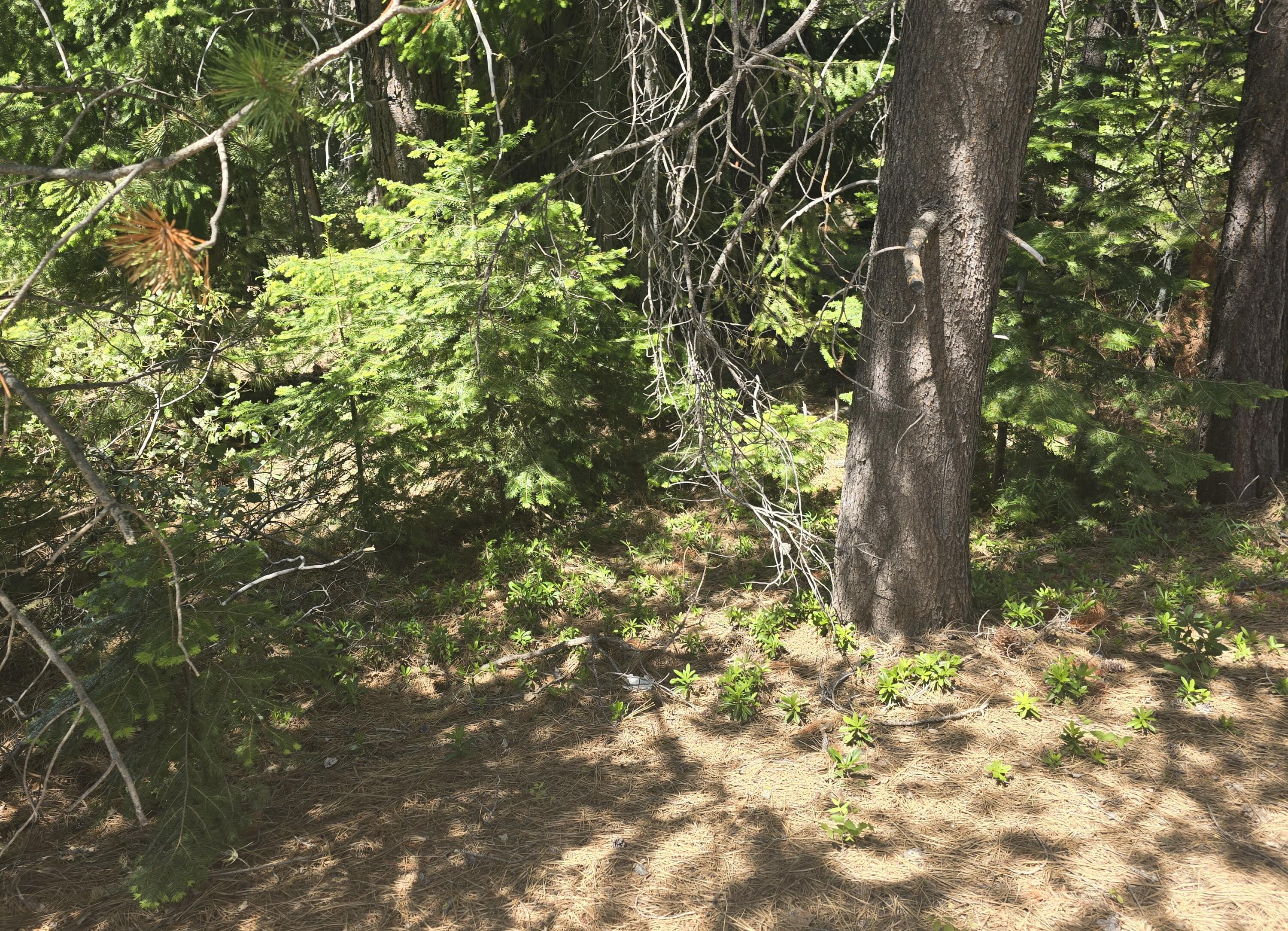 Diamond Peaks - Land