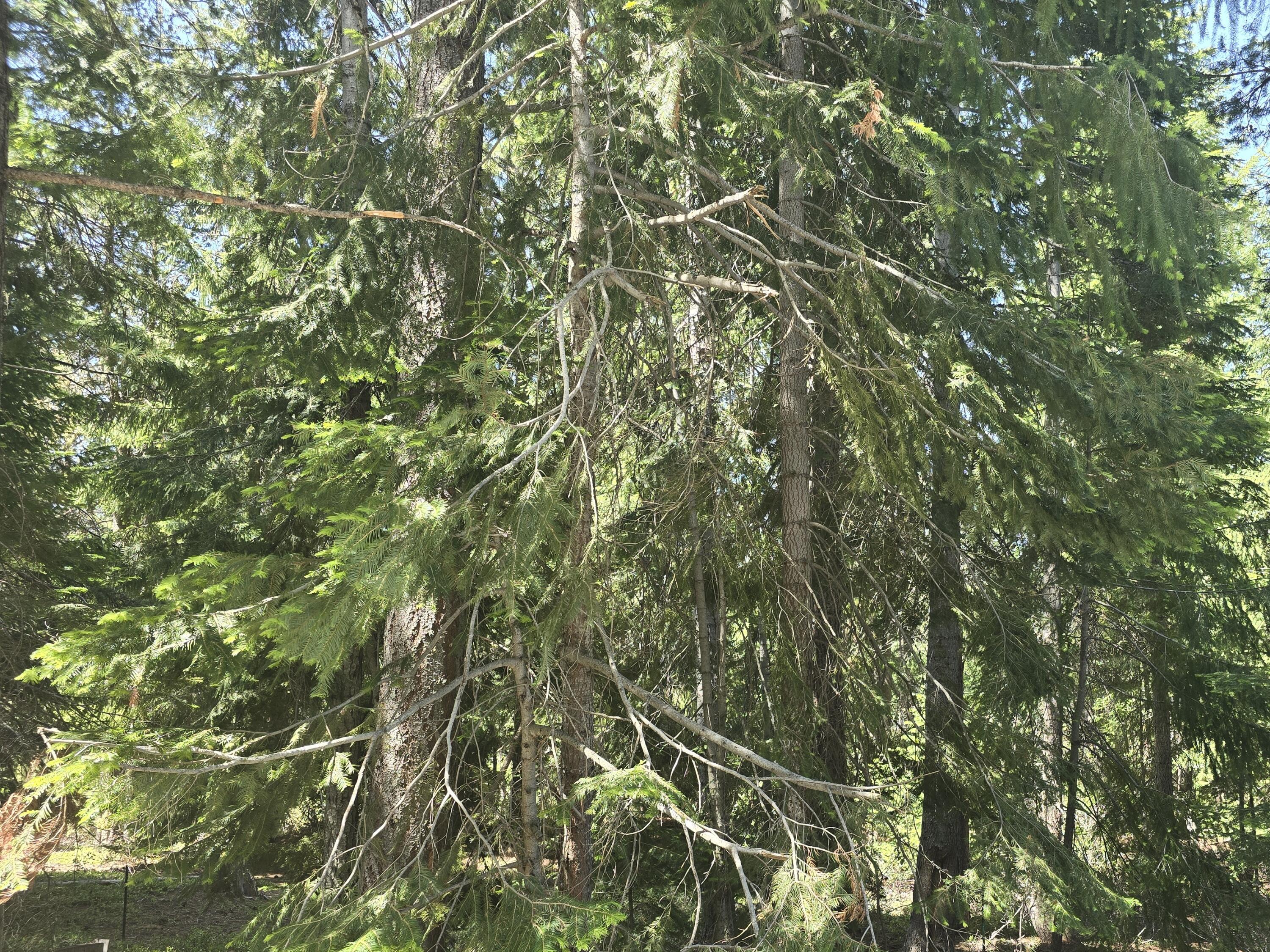 Diamond Peaks - Land