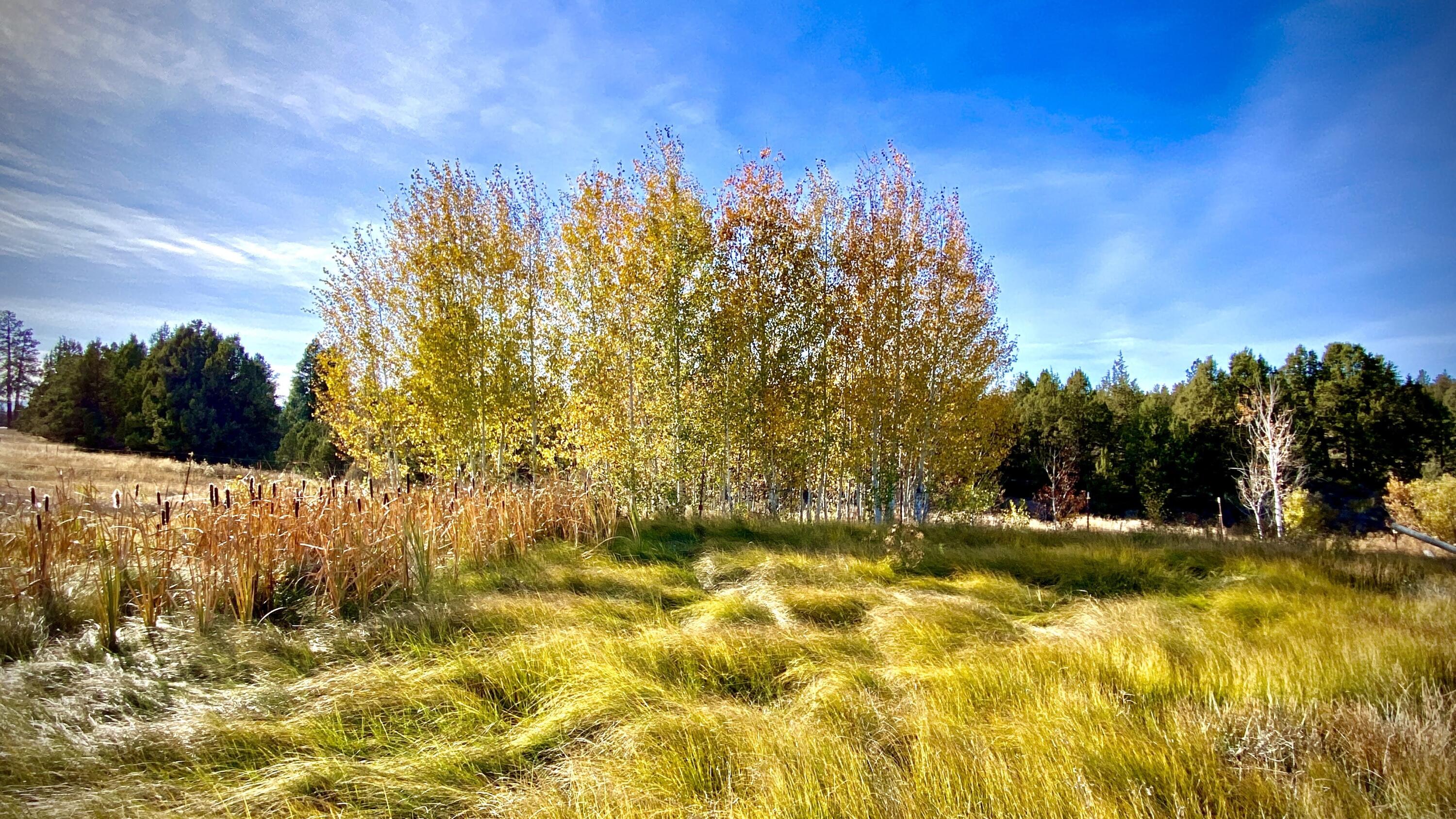 Bear Springs Acres - Residential