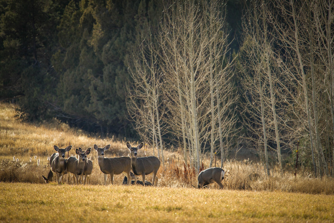 Bear Springs Acres - Residential