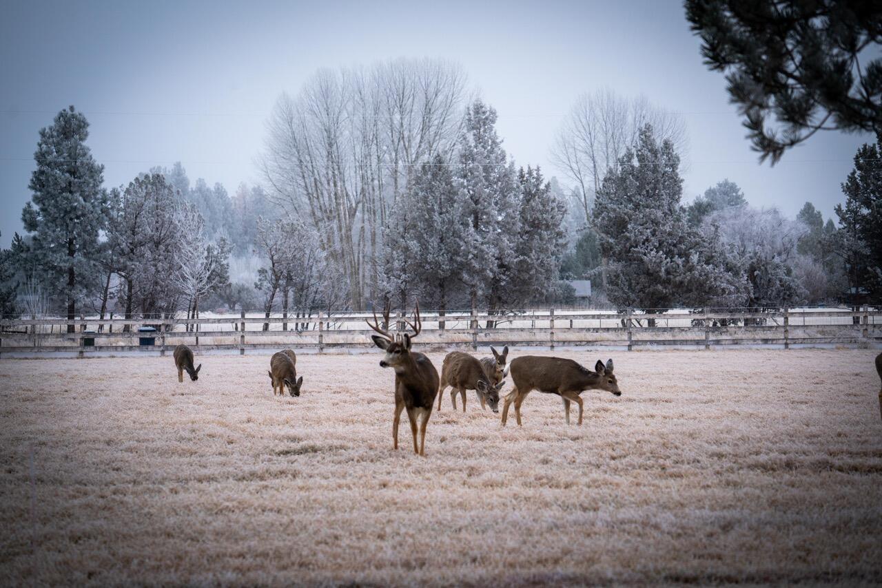 Bear Springs Acres - Residential