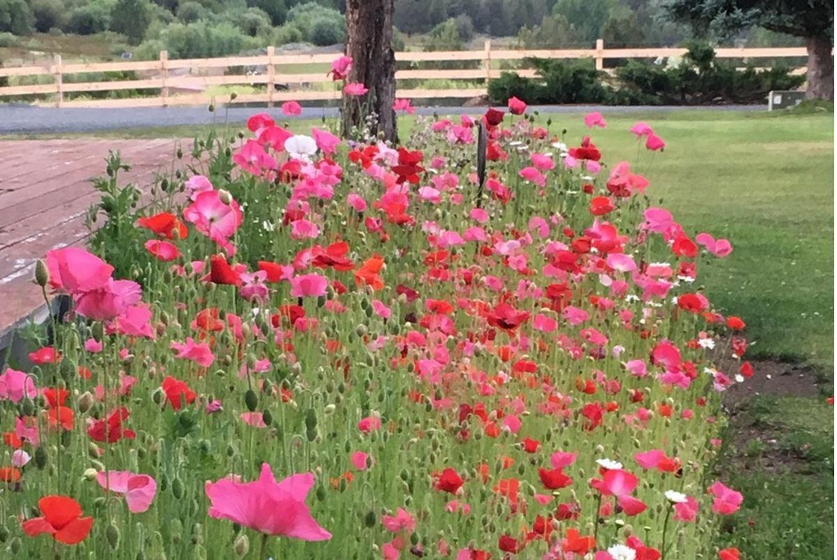 Bear Springs Acres - Residential