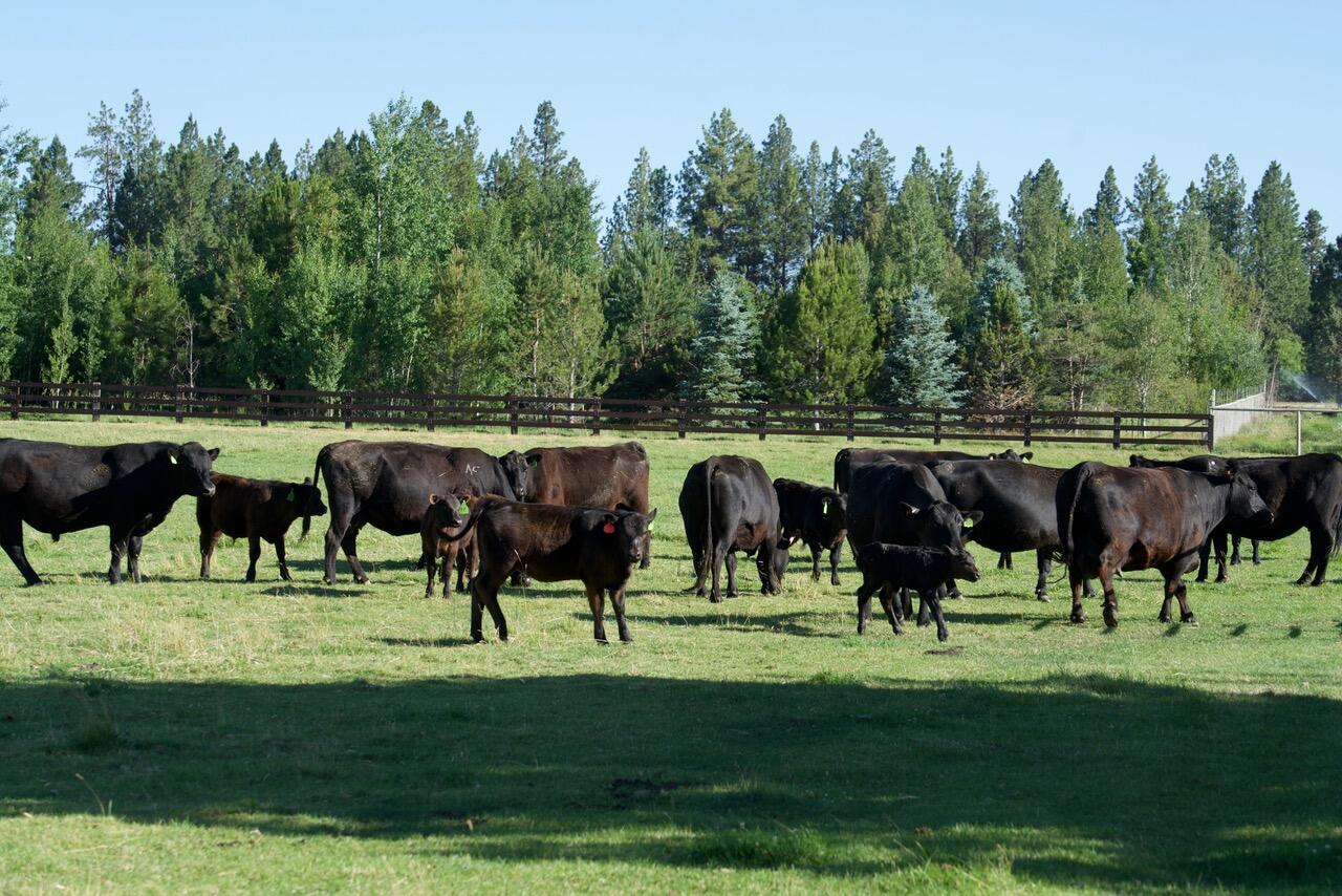 Bear Springs Acres - Residential