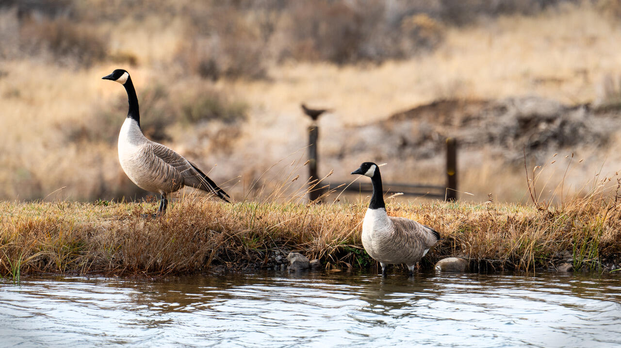Bear Springs Acres - Residential