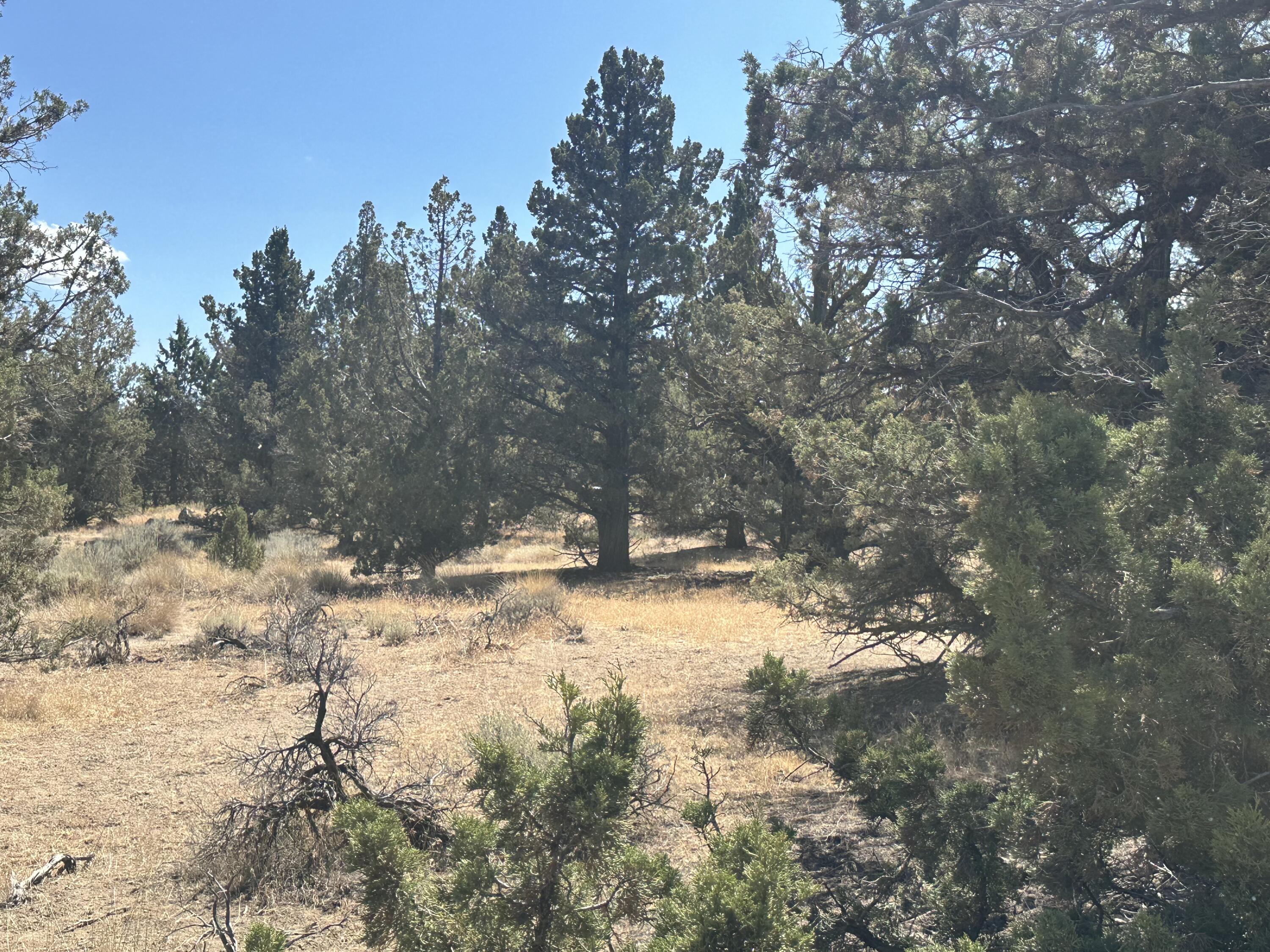 Whispering Pines - Land